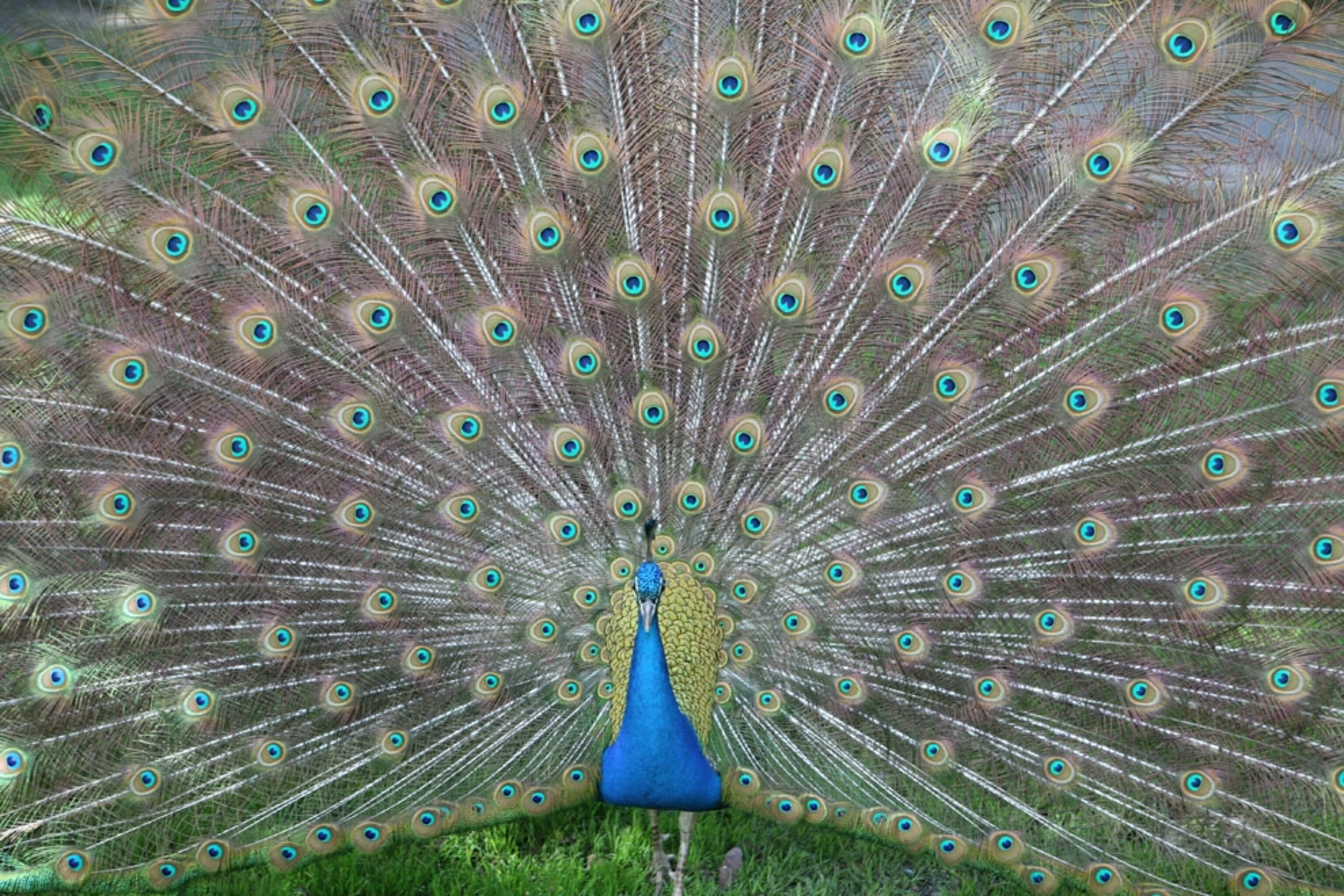 Peacock posing in Fremont, California