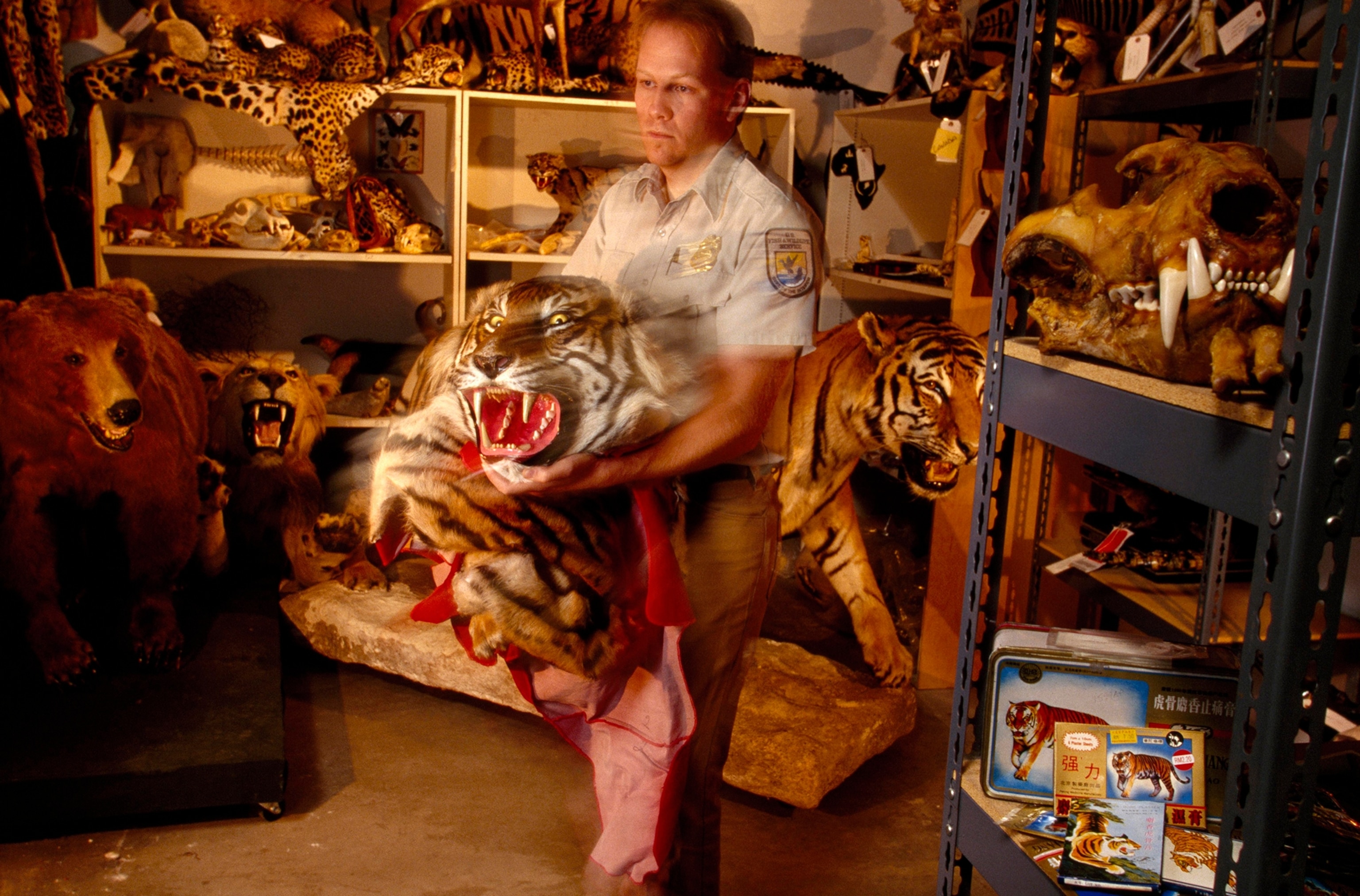 A U.S. Fish and Wildlife employee holds a stuffed tiger's head. Other animal body parts and skins sit in the room's background.