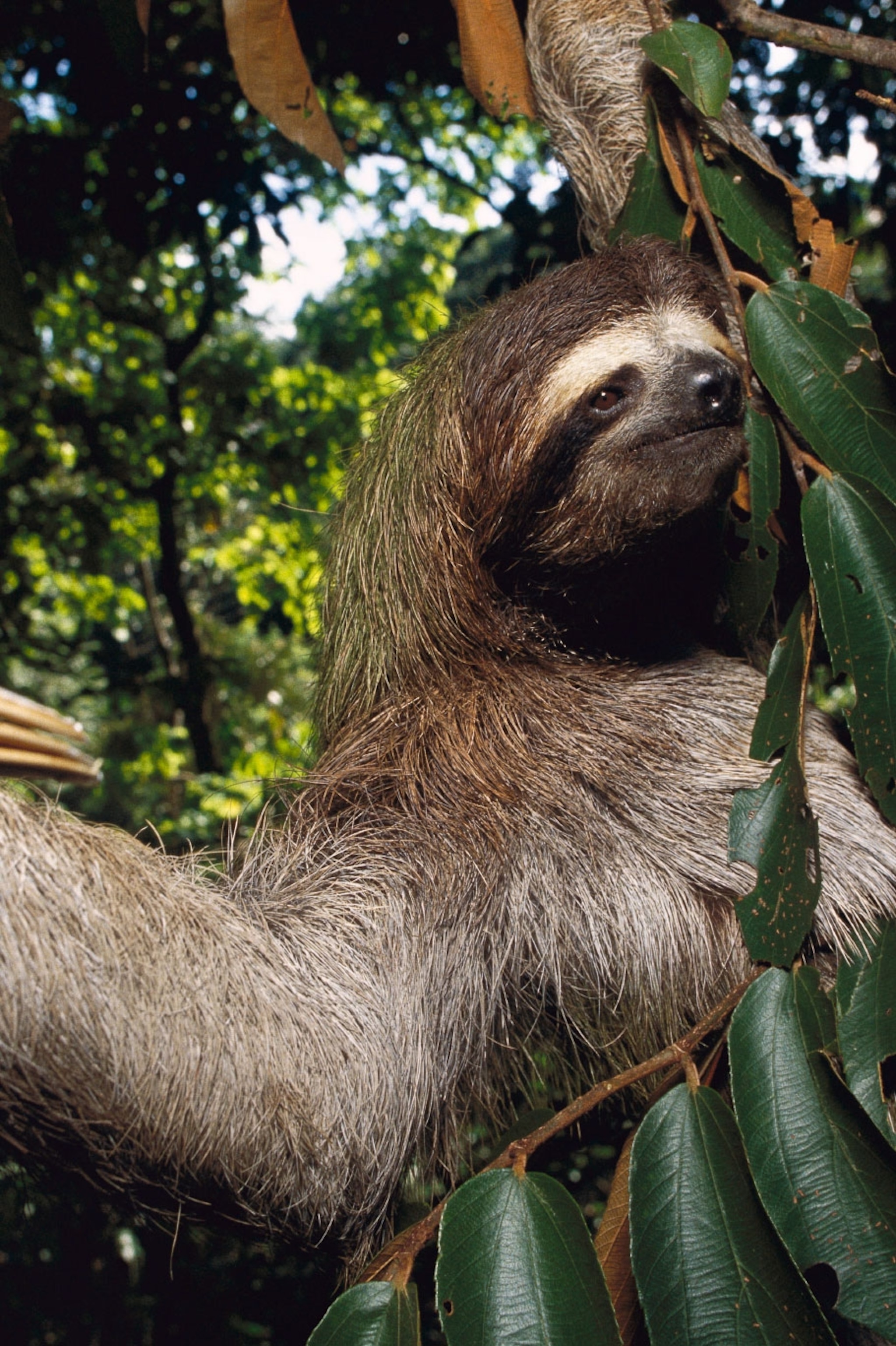 Aggregate 133+ claws and nails difference ceg.edu.vn