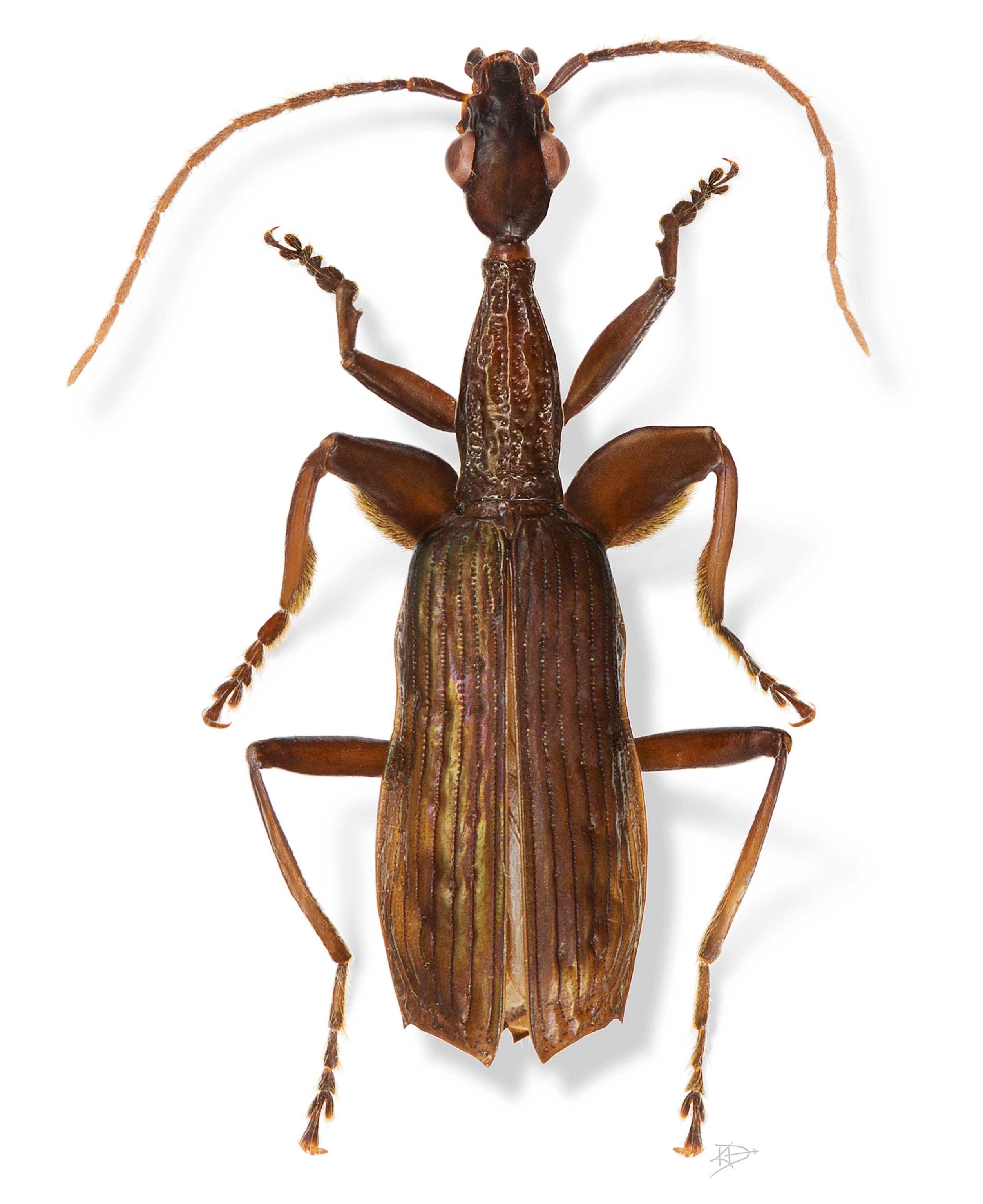 Weird new species name: A beetle called Agra Schwartzeneggeri