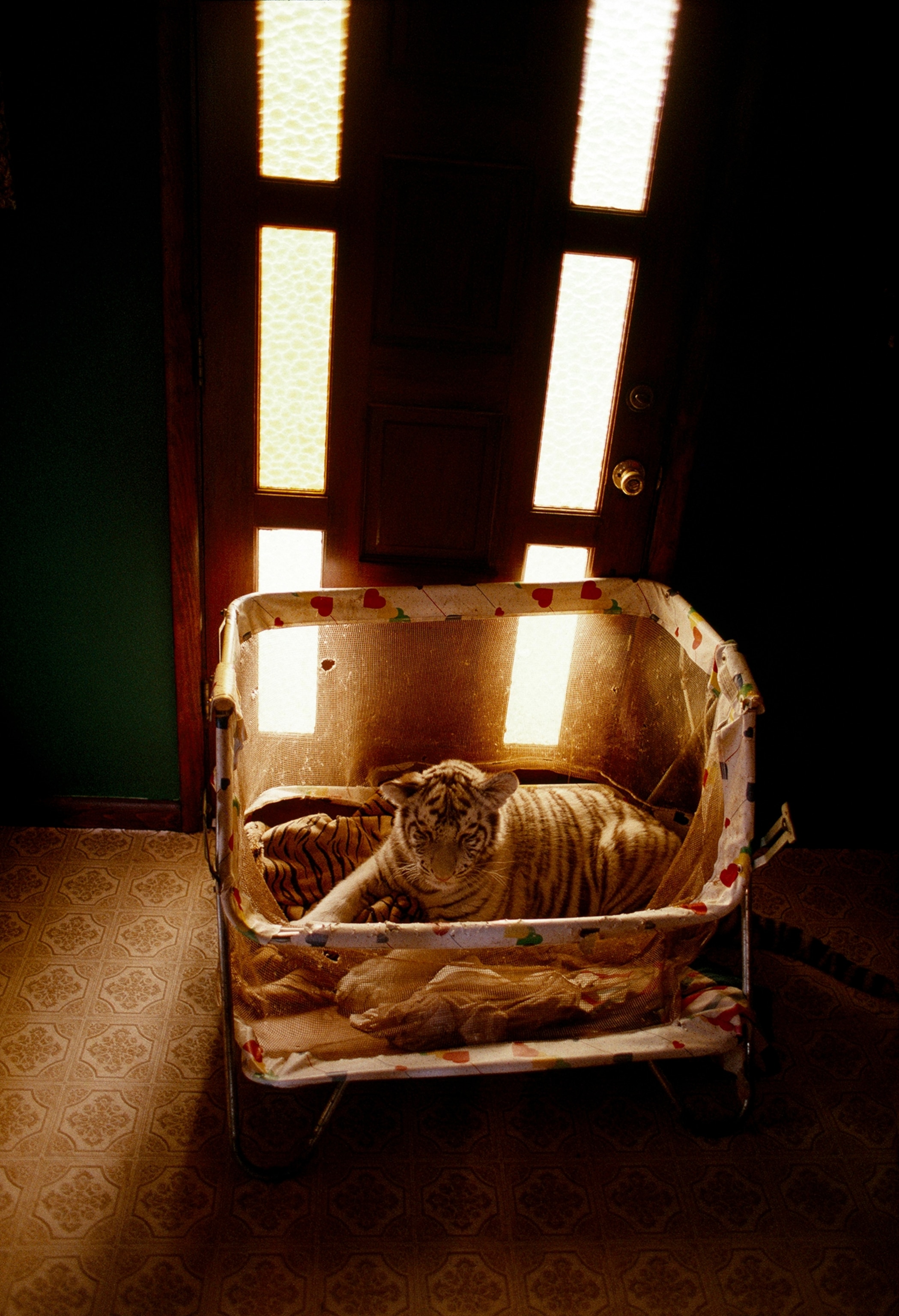 Betty Young nursed this tiger and others on her 10-acre compound.