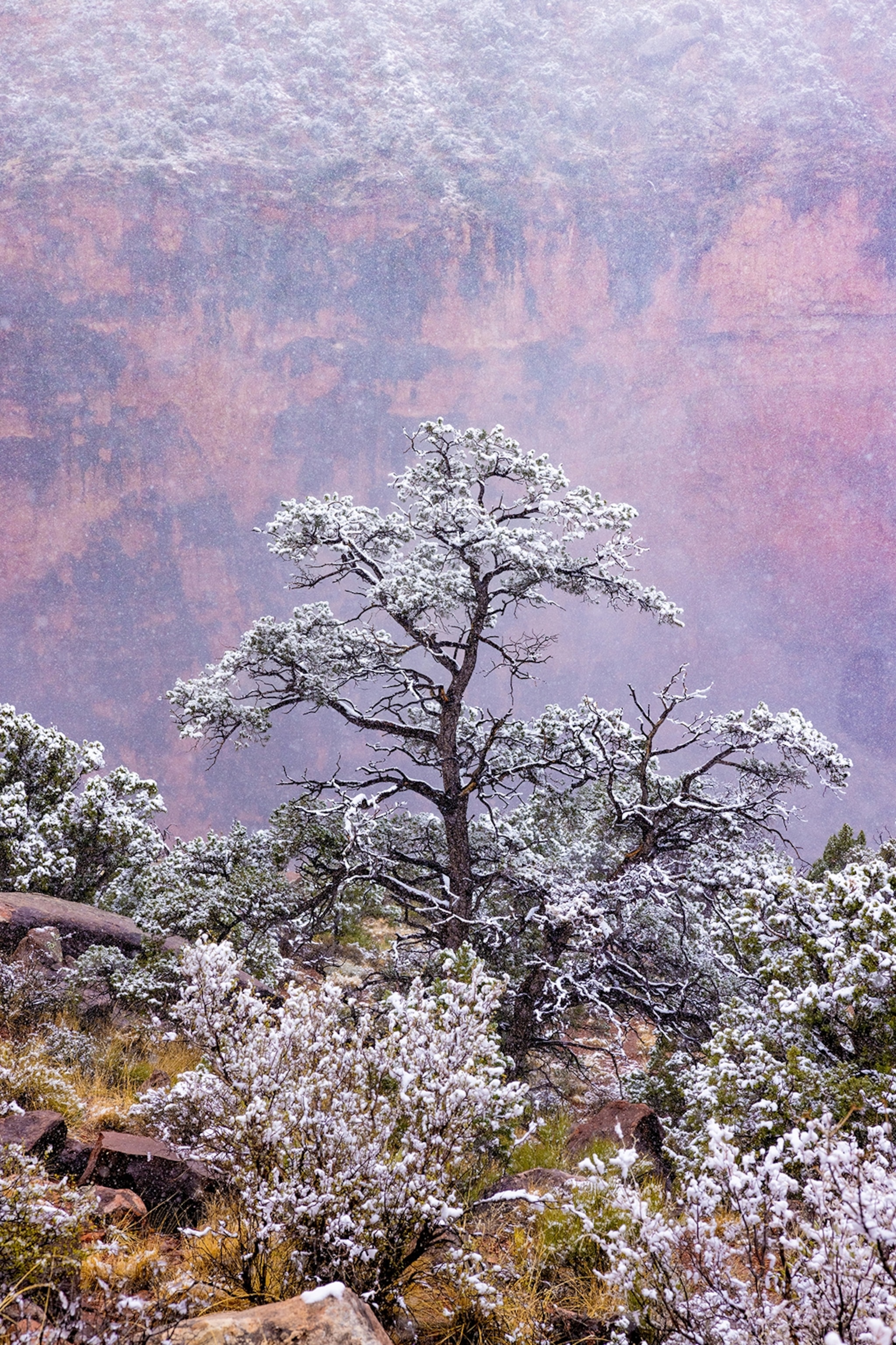A serenely beautiful tree with snowed-in leaves in front of a misty canyon.