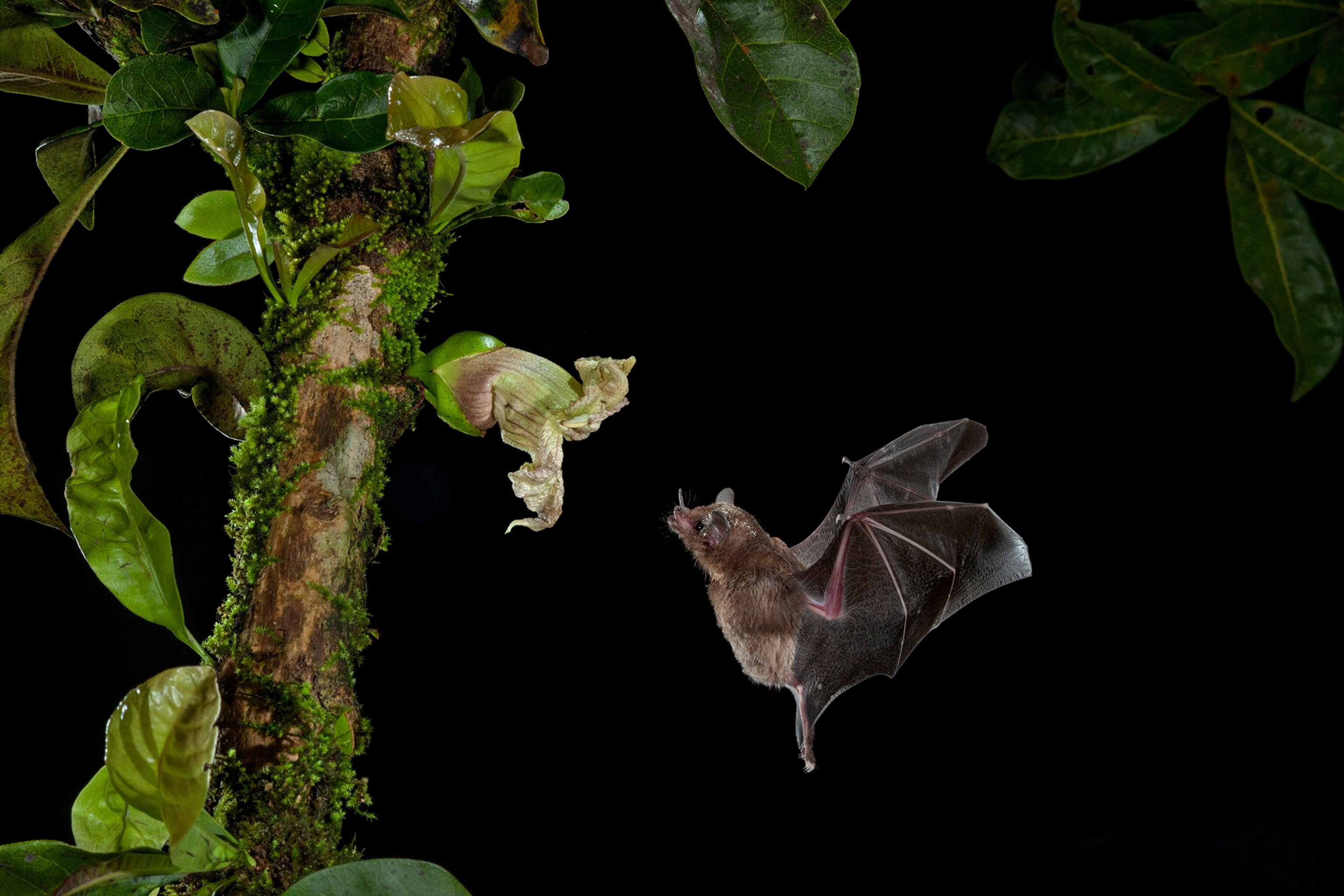 Some tropical flowers reflect sound so nectar-seeking bats can find them more easily.