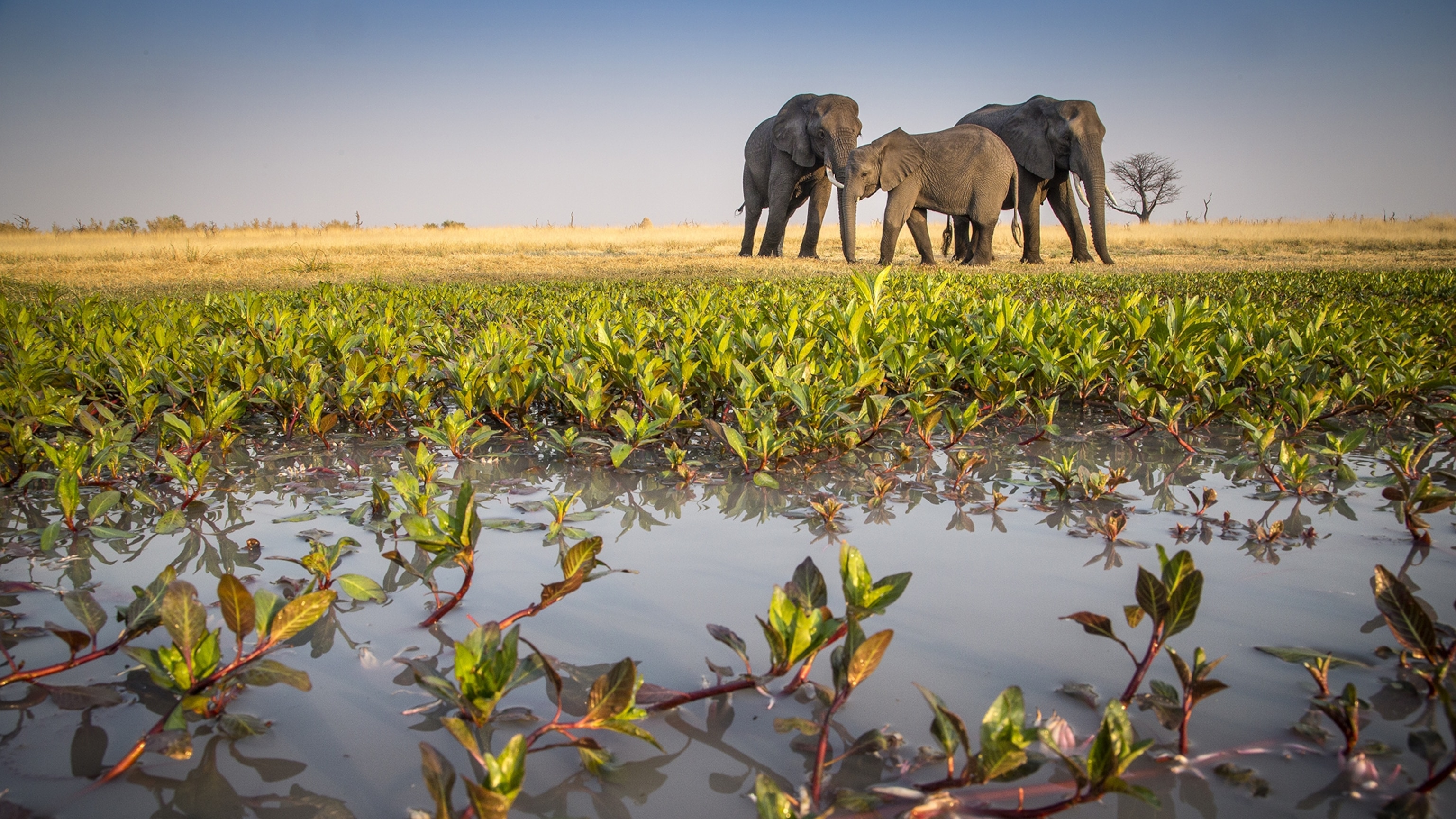 Hundreds of elephants mysteriously died. We may finally know why.