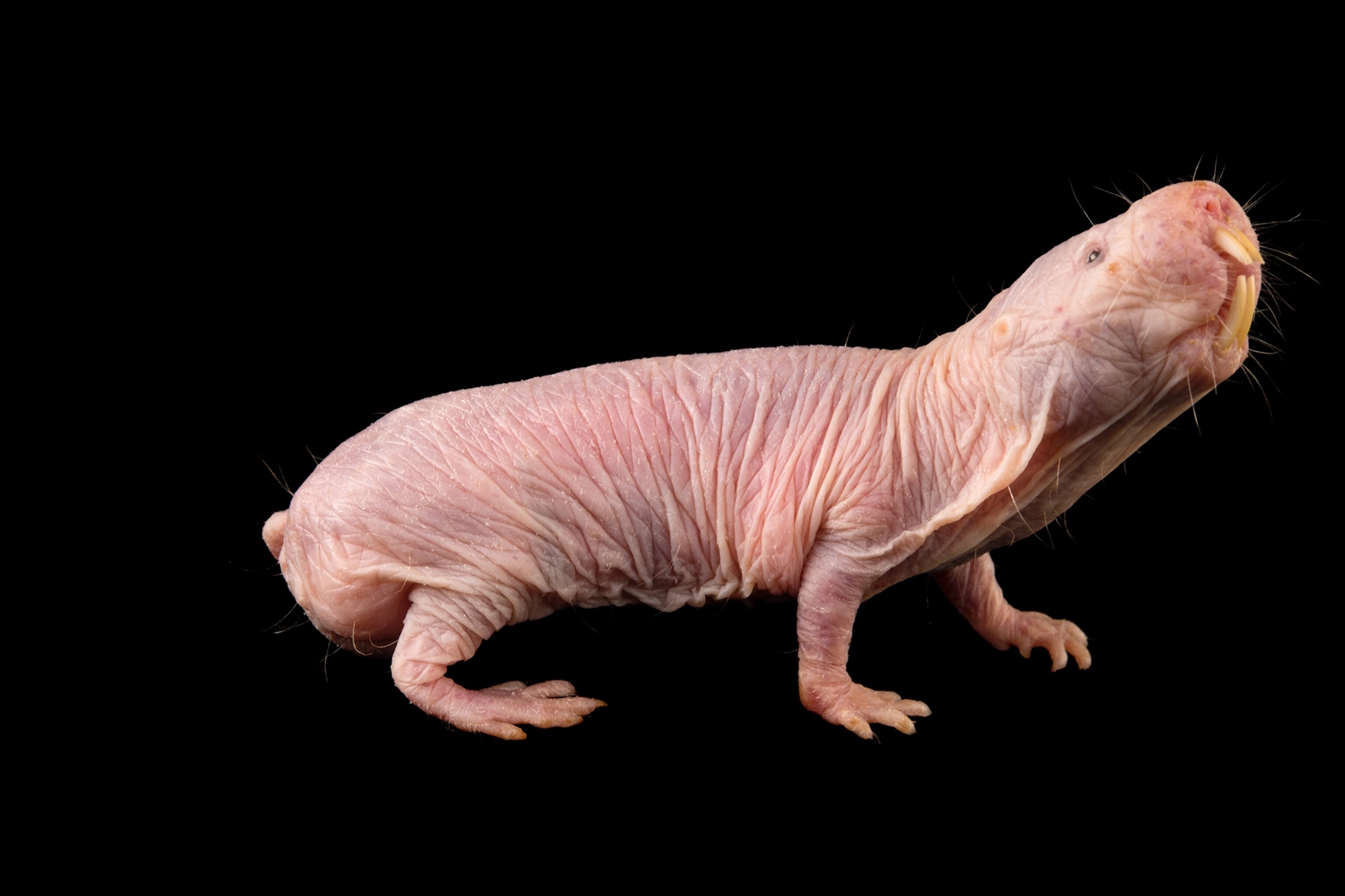 Naked Mole Rat National Geographic