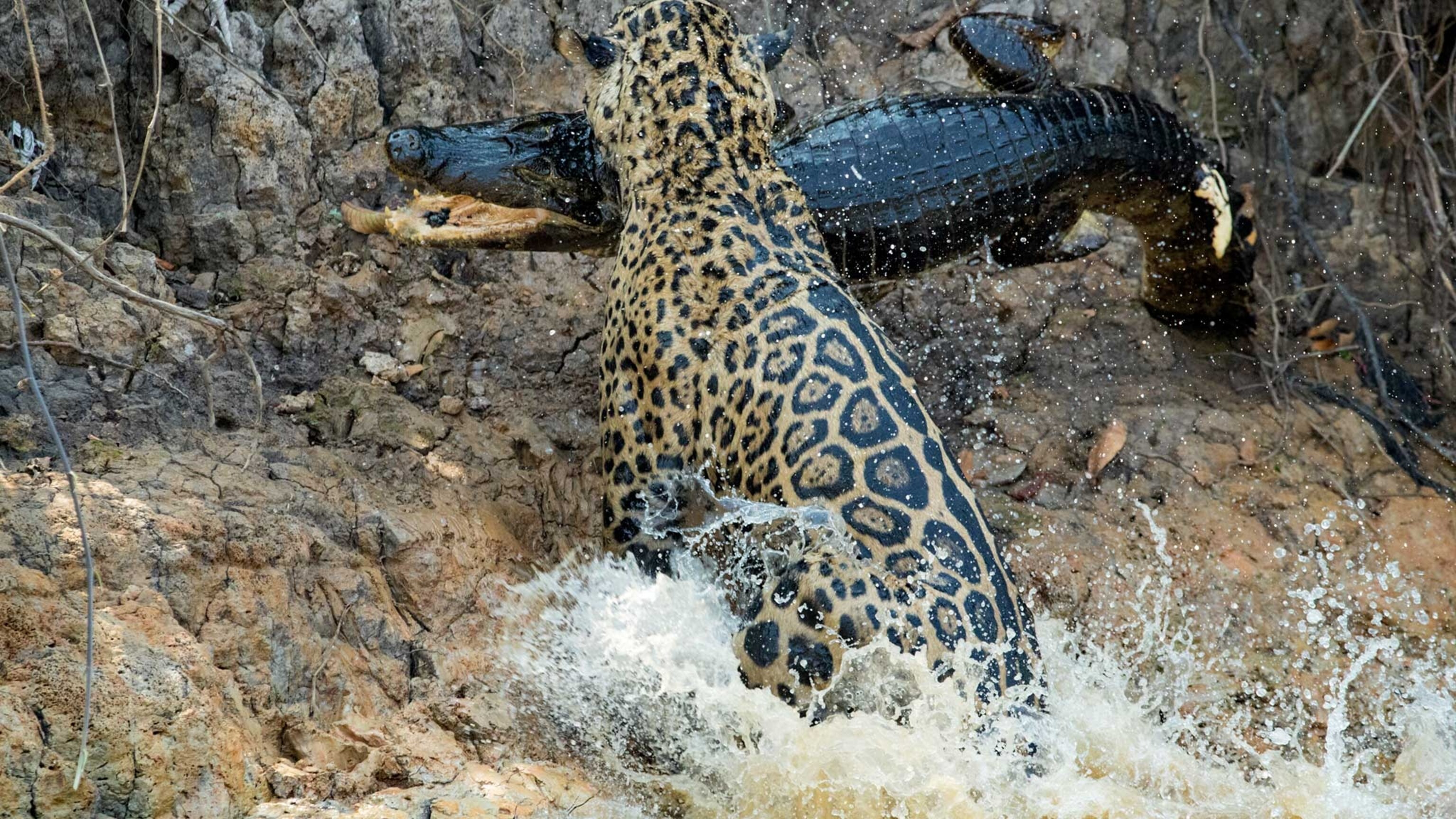 Photos Show Jaguar 'Scarface' Taking Down Dangerous Prey