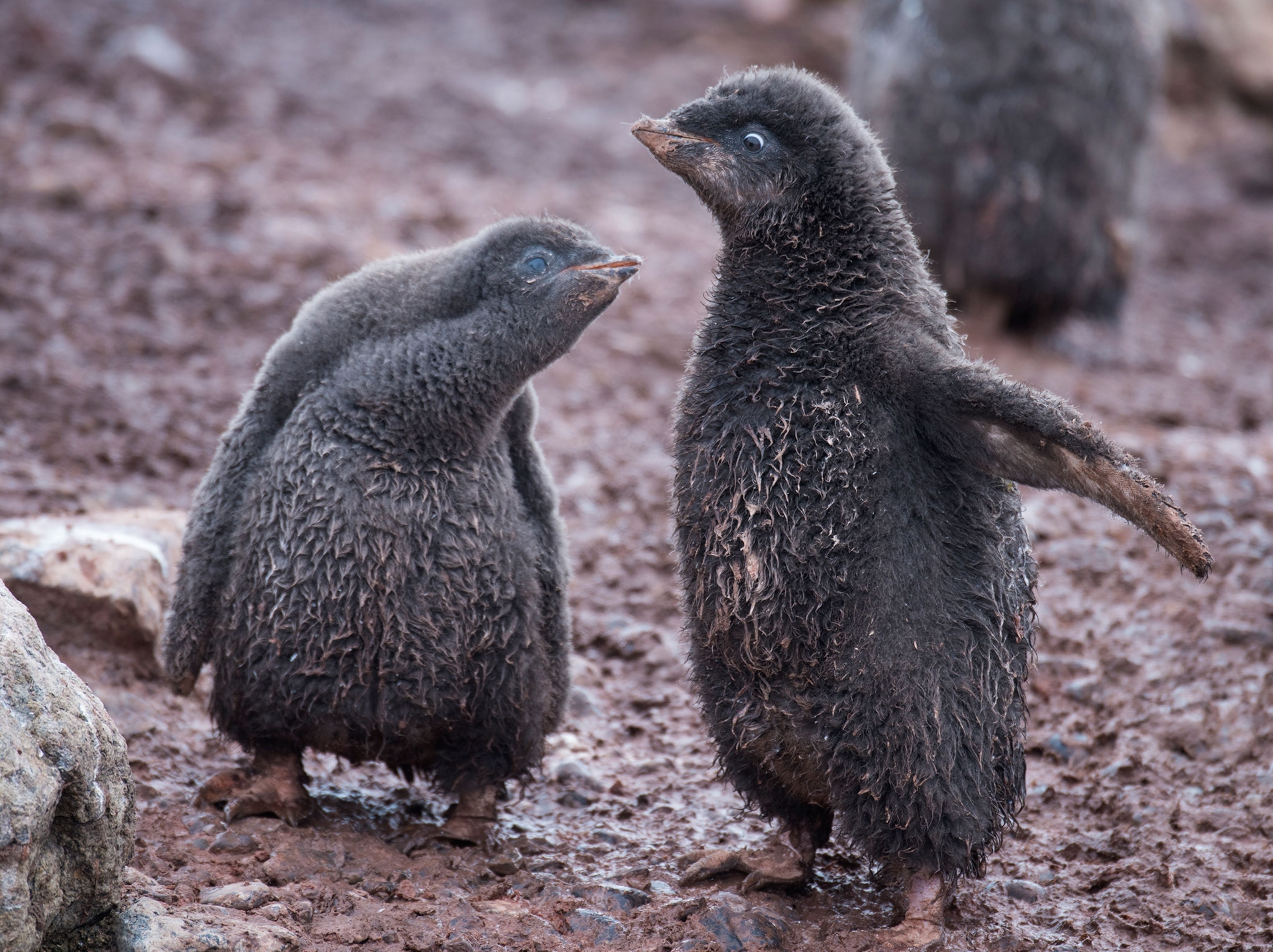Antarctica Could Lose Most of Its Penguins to Climate Change