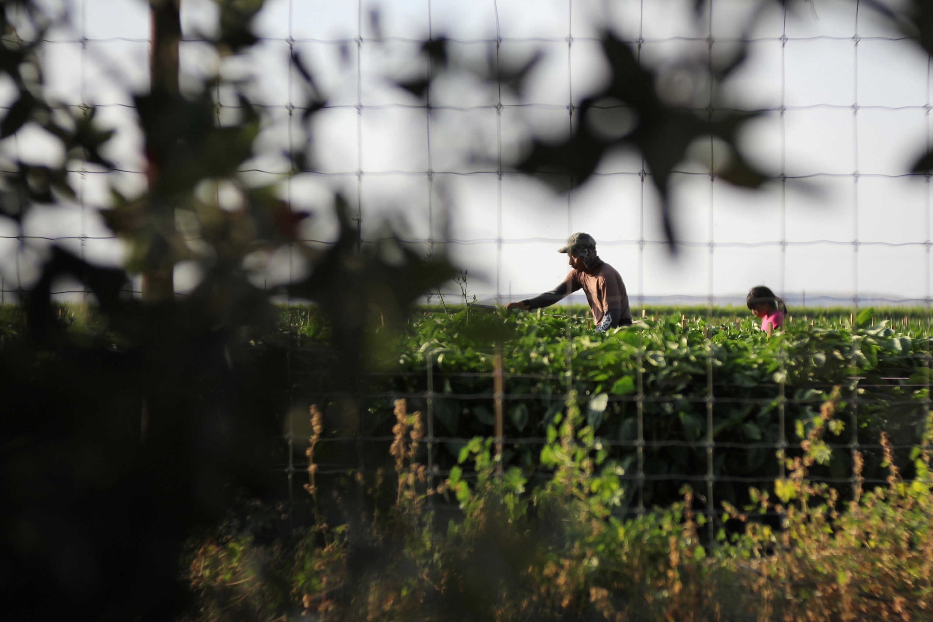 man working in the field