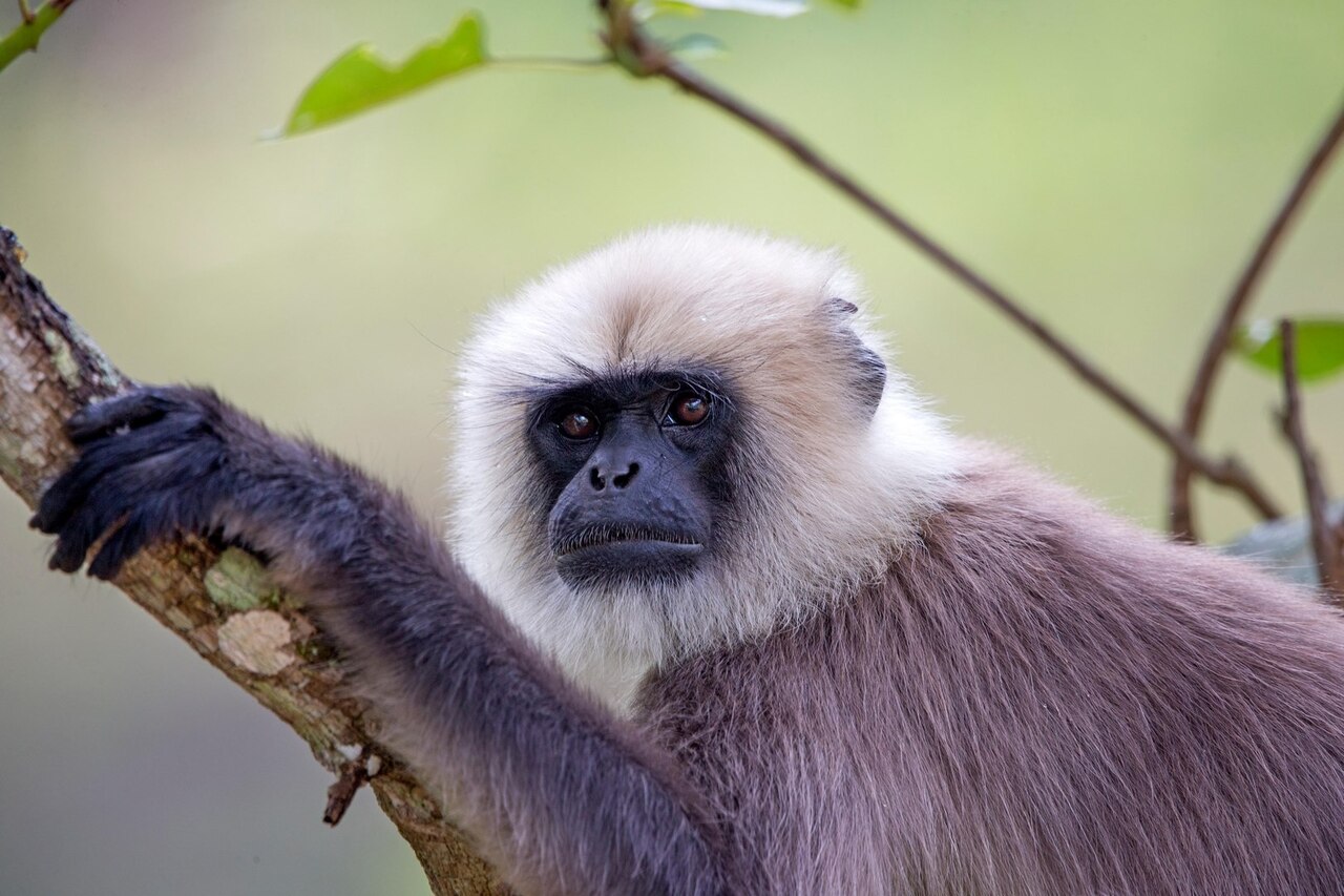A young Hanuman Langur rests on a tree branch in Nagarhole National Park.