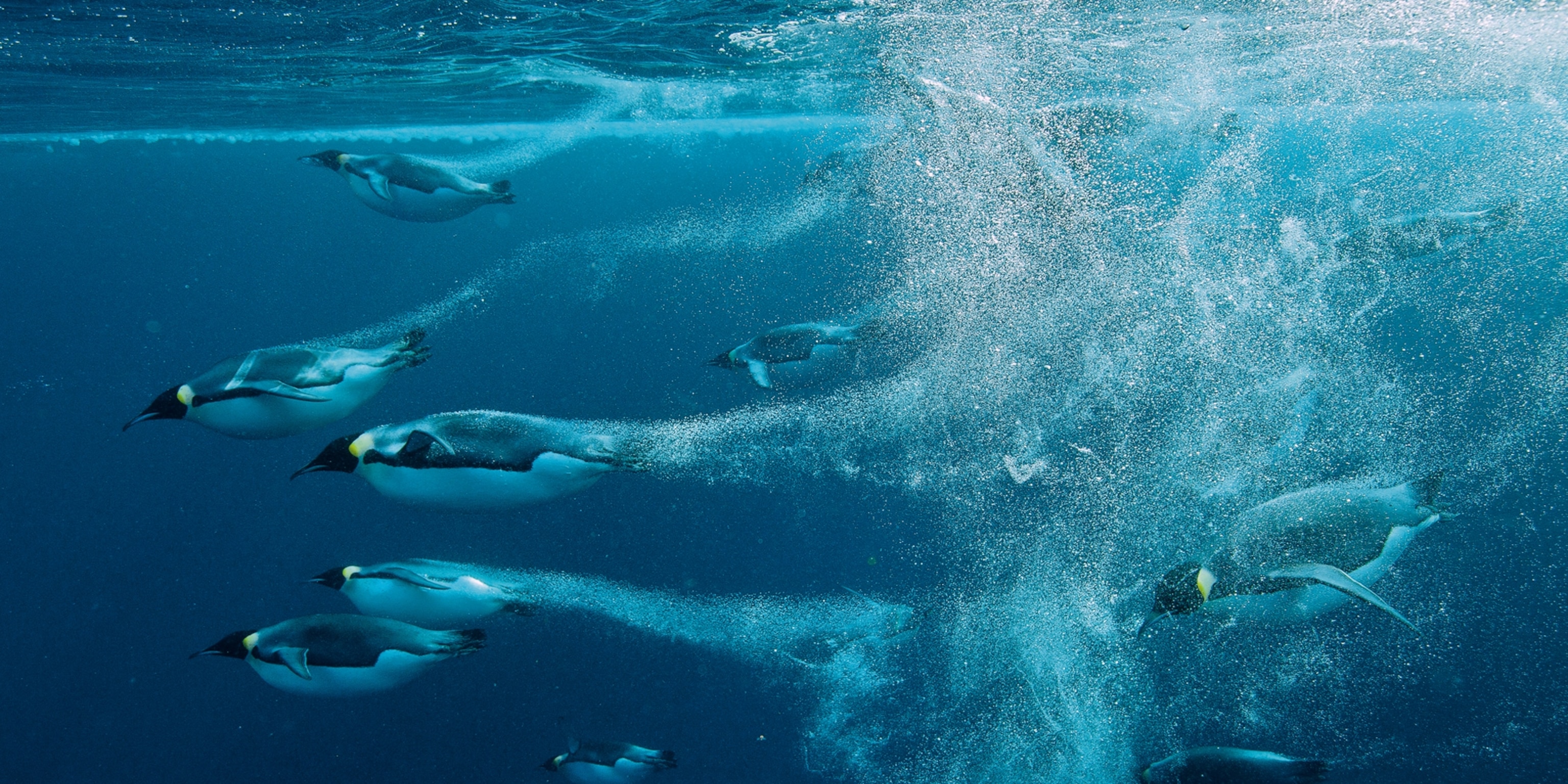 Emperor Penguin Swimming
