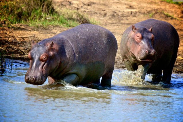 Hippopotamus National Geographic