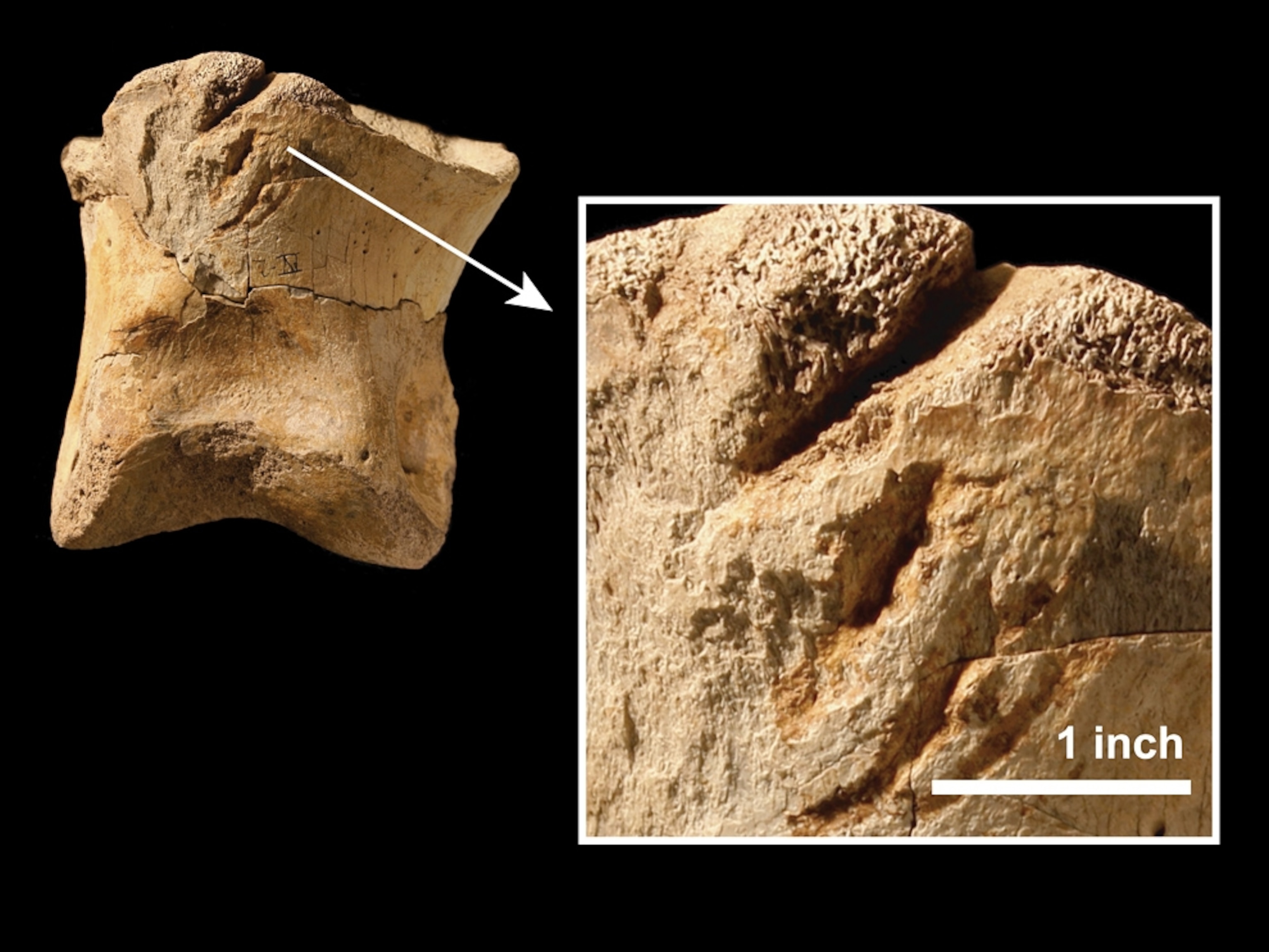 Bone markings indicate possible cannibalism.