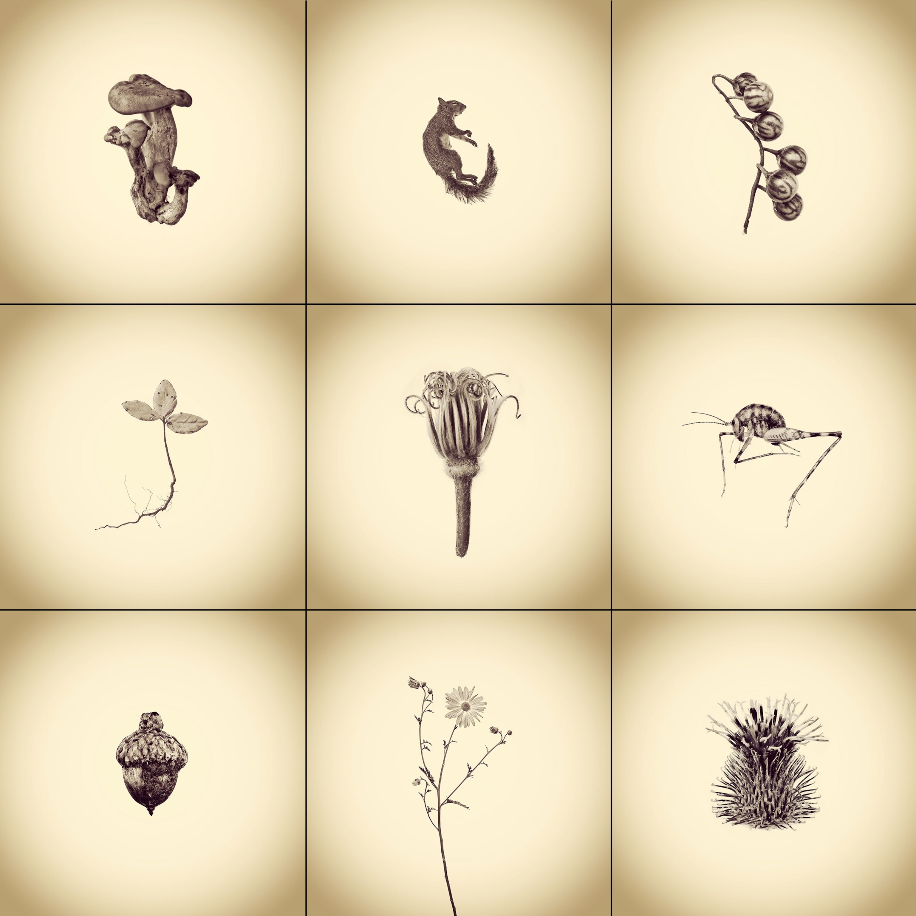 natural objects found near Joshua White's house