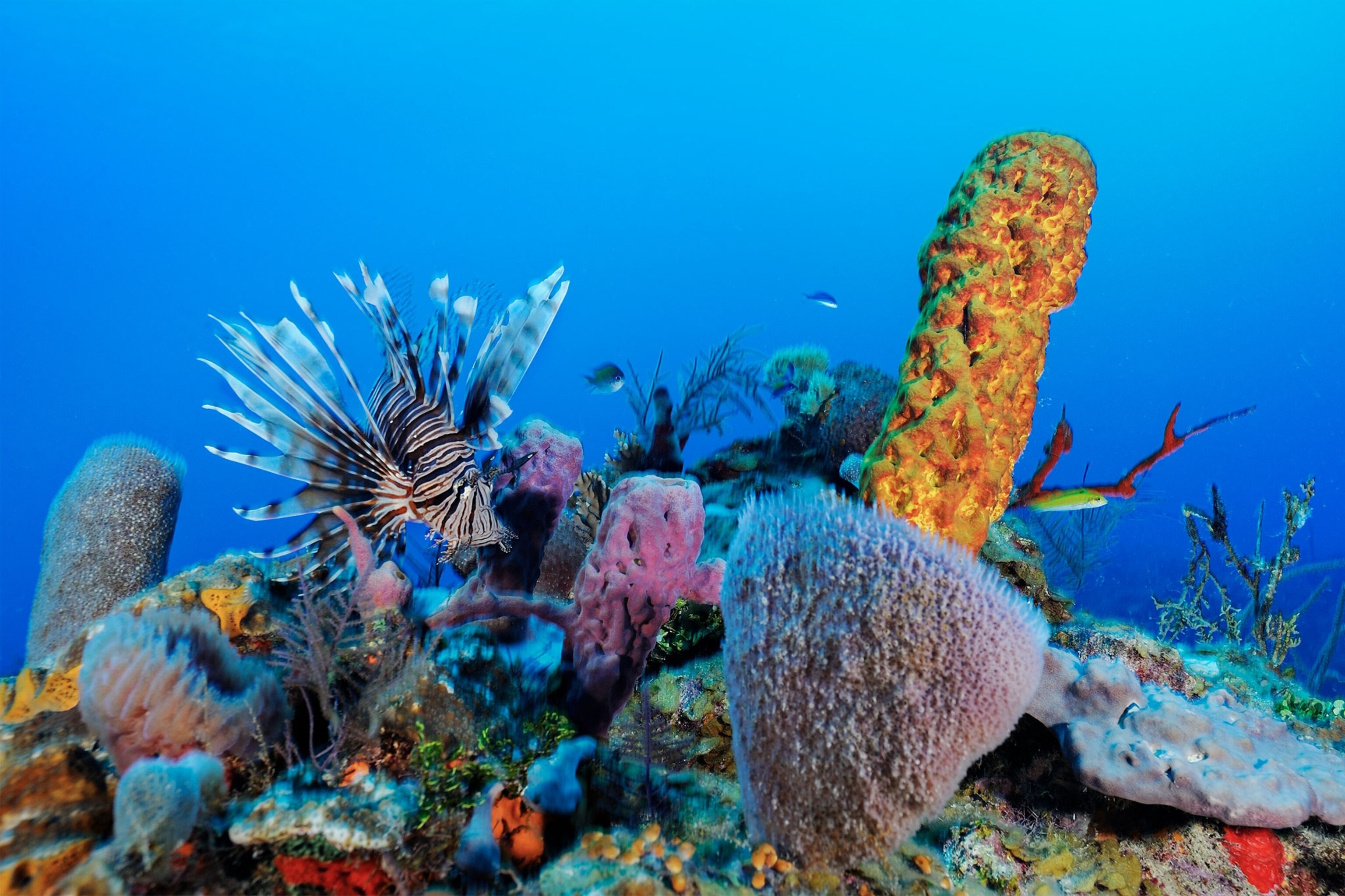How Belize Is Restoring Its Coral Reefs and Damaged Ocean