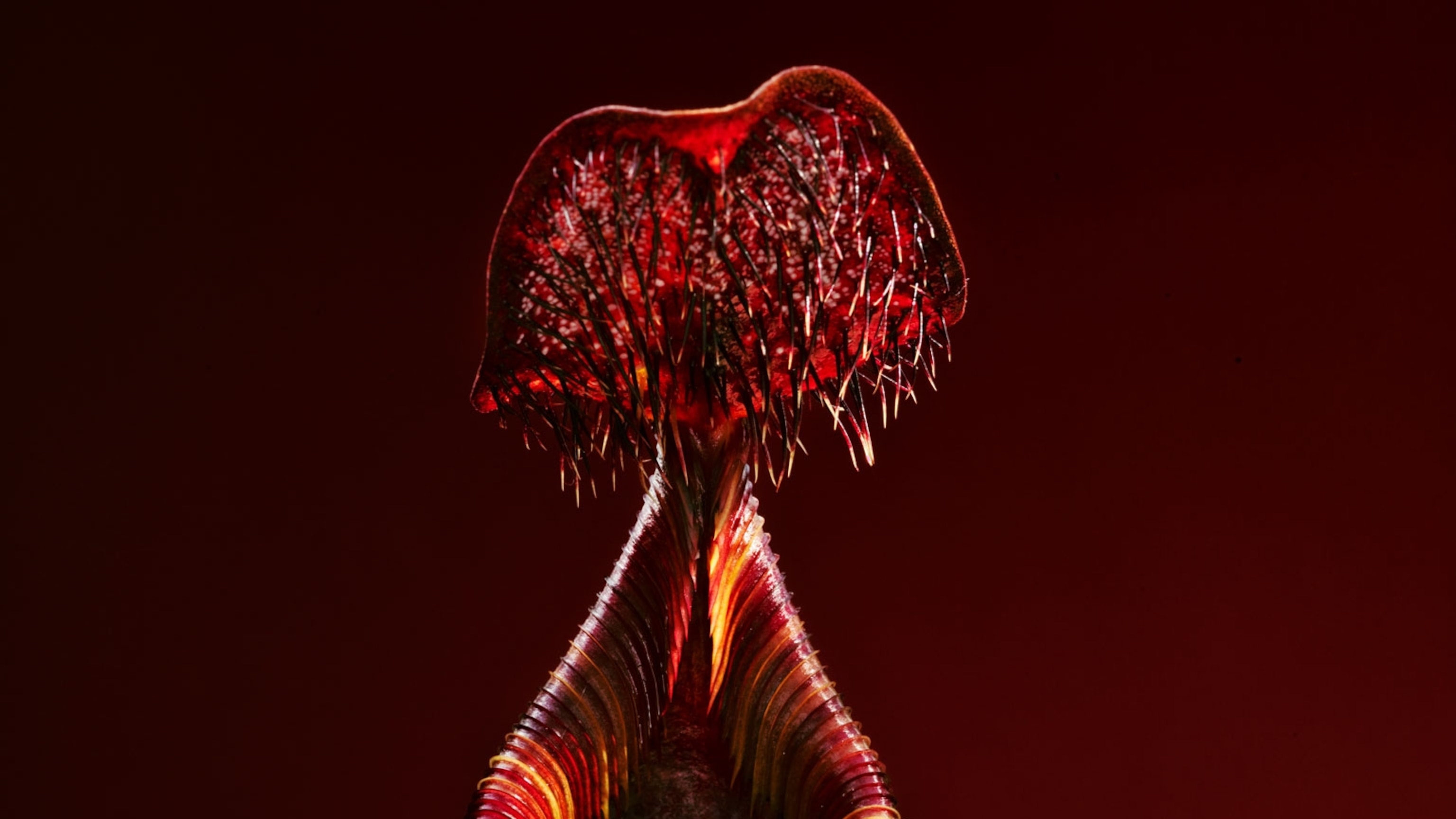 These plants are beguiling—and they have a taste for meat