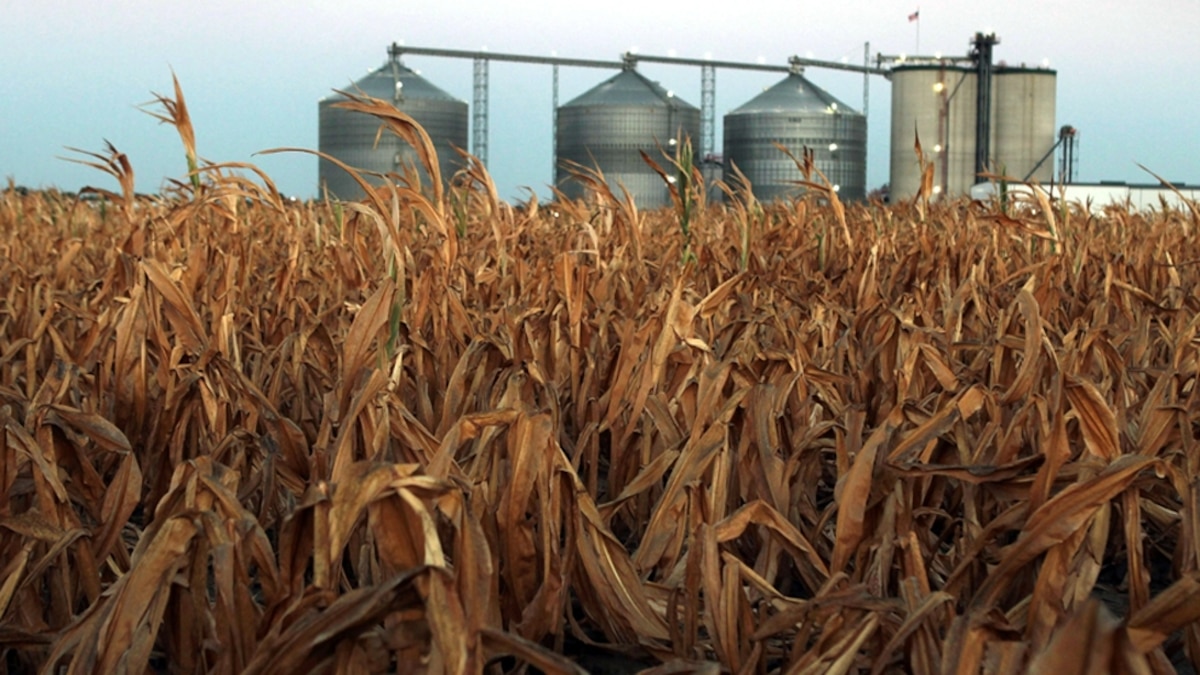 Drought Withers U.S. Corn Crop, Heats Debate on Ethanol