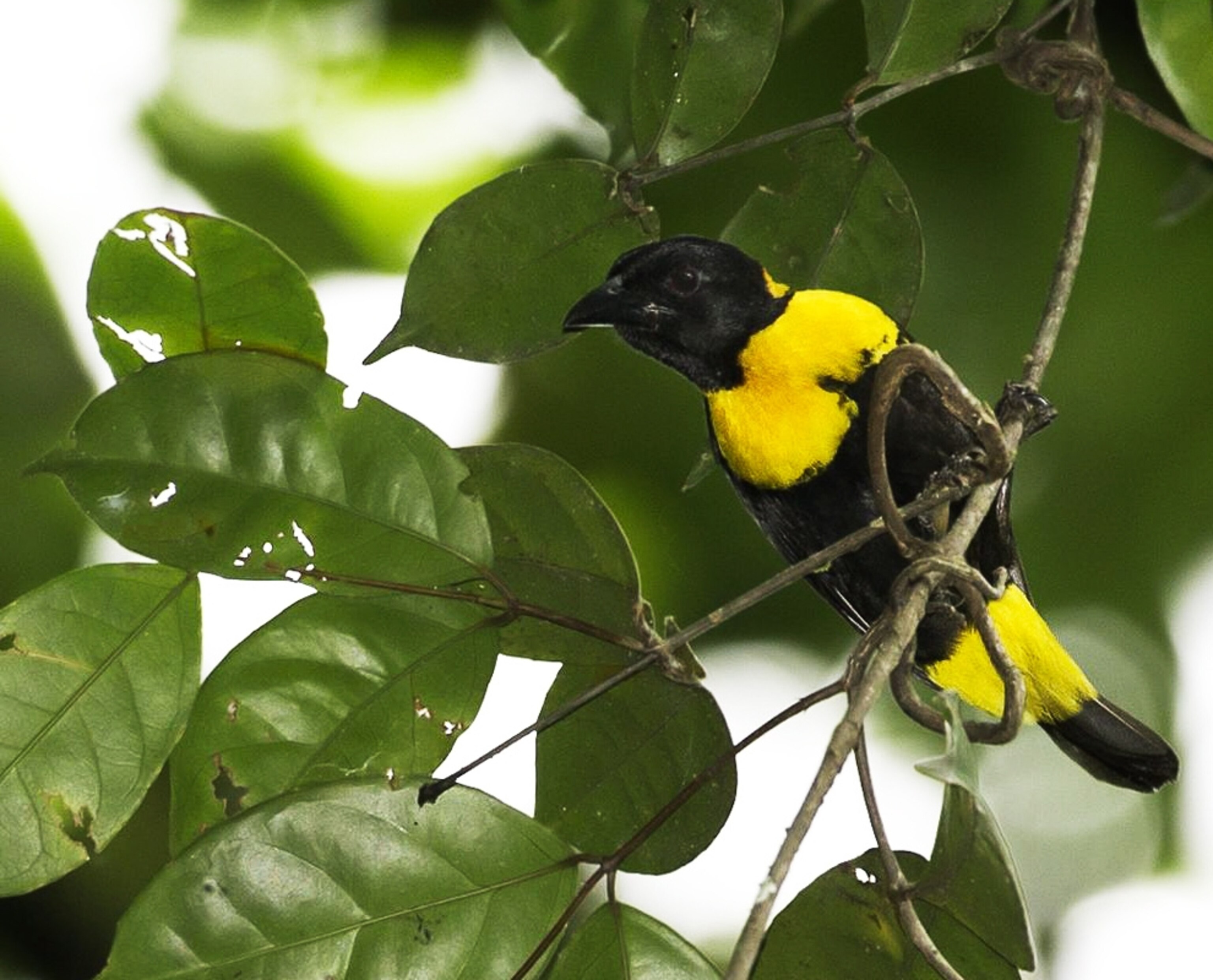 a gola malimbe bird, part of a photo gallery of 20 surprising species of the last 20 years