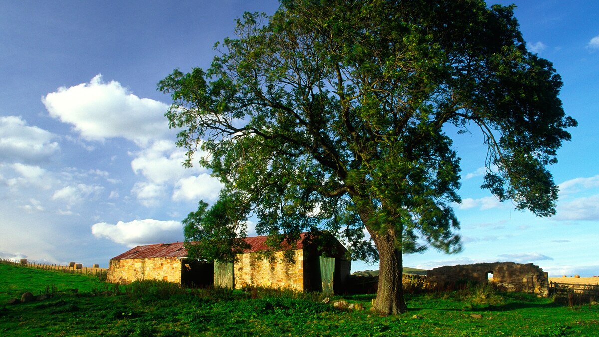 Trees That Advanced Civilization Are Now Threatened