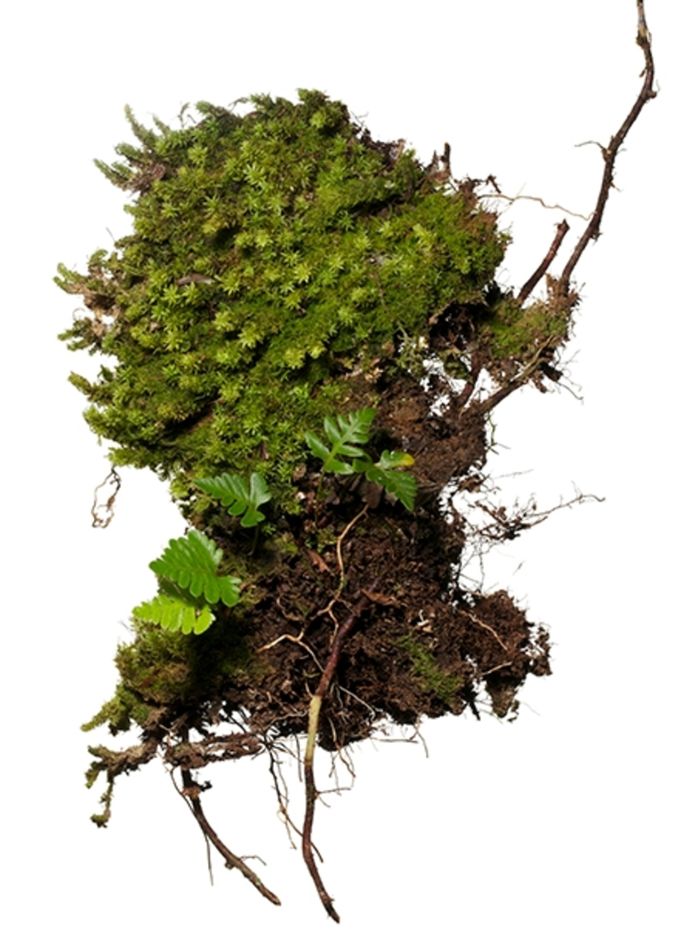 Scientific Name: moss: Mitthyridium obtusifolium, fern: Davallia pectinata / Humata pectinata,