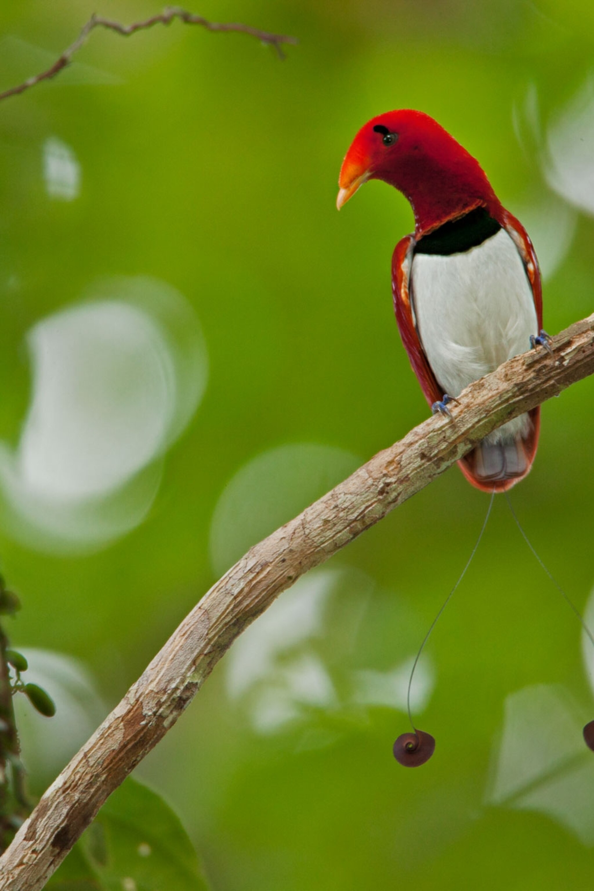 Feather Thief Broke Into Museum To Steal Rare Birds