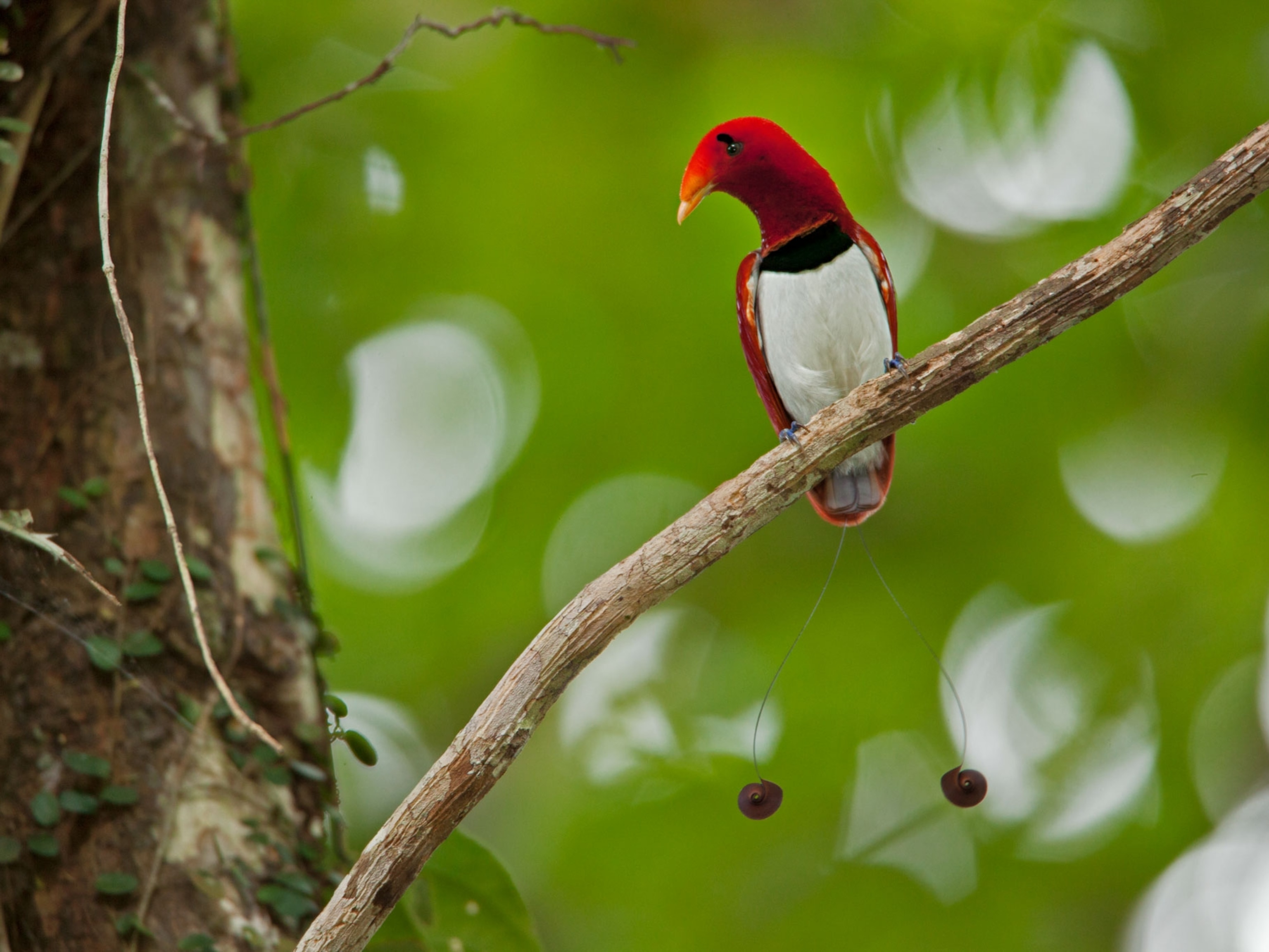 Feather Thief Broke Into Museum To Steal Rare Birds