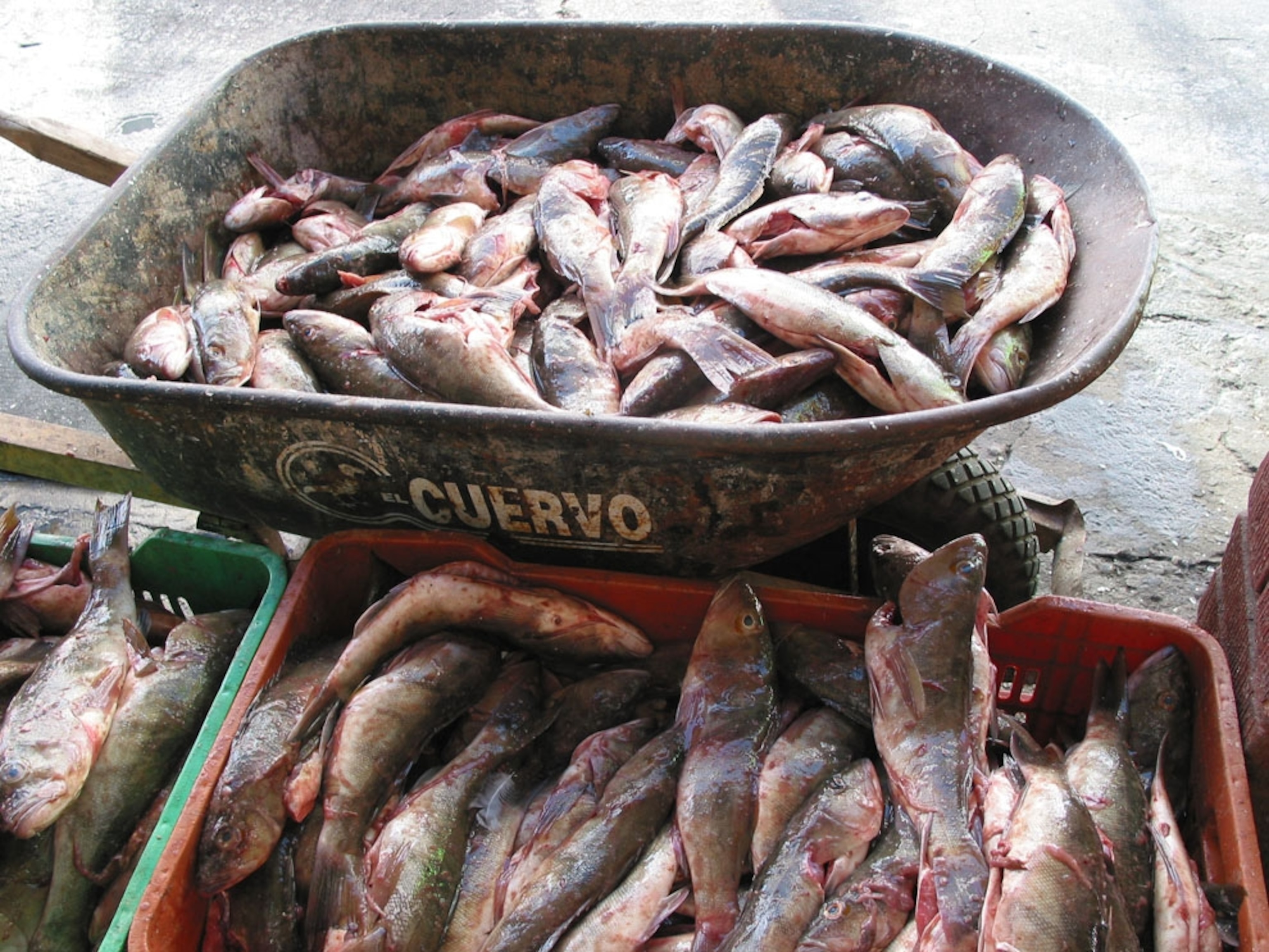 Ensenada, Mexico fish market