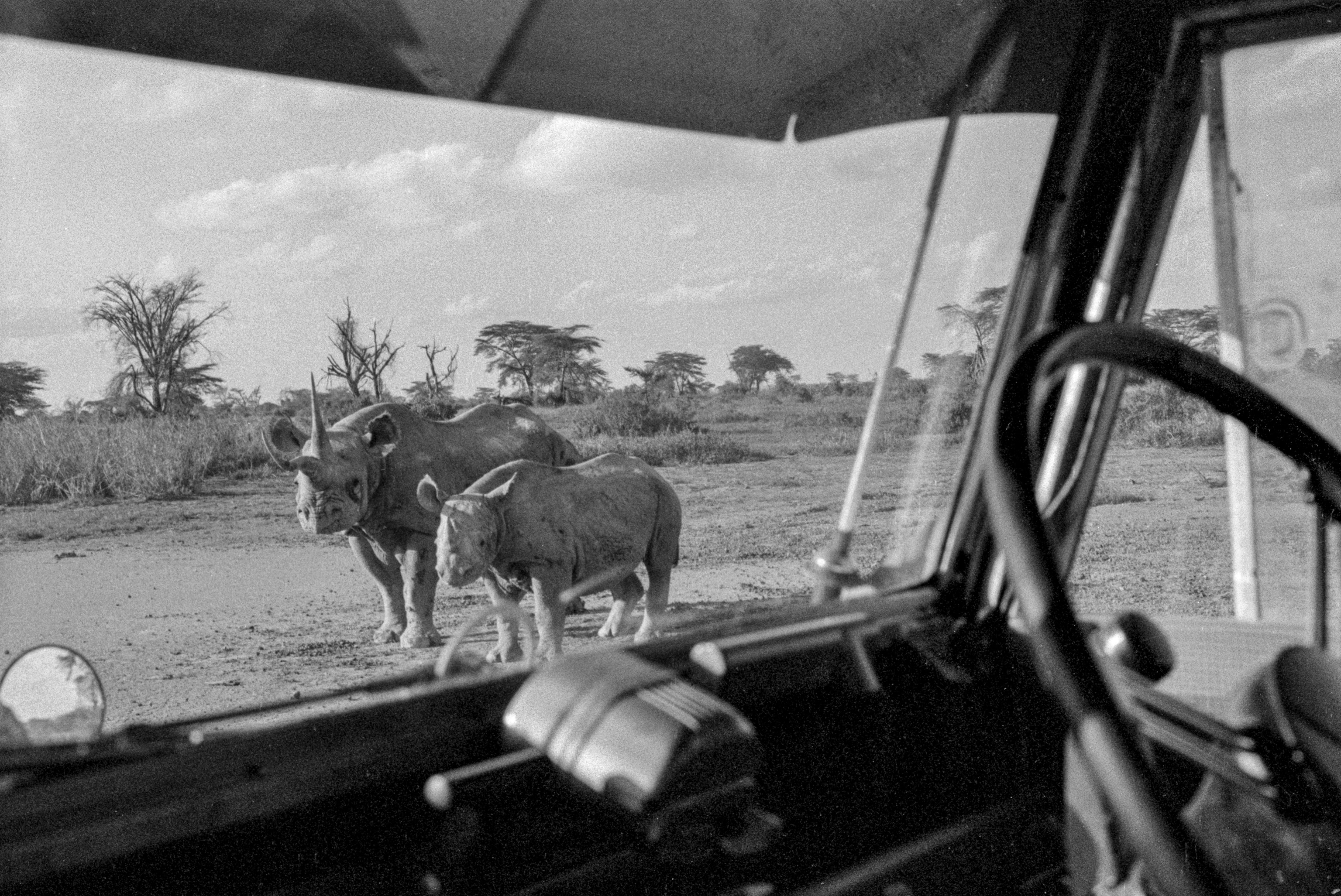 Rhinos are seen through the windshield