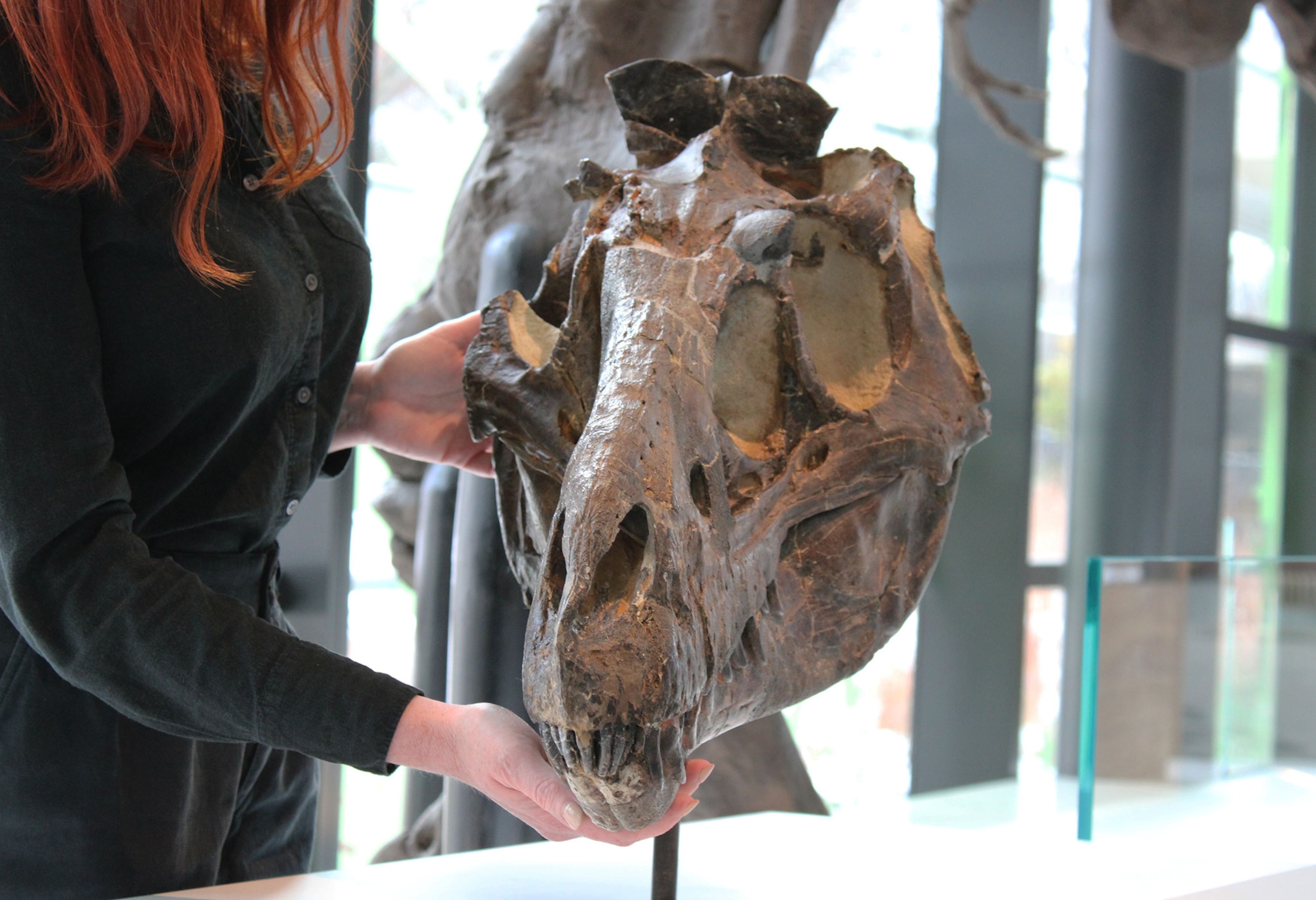 Nanotyrannus skull on display at the Cleveland Museum of Natural History