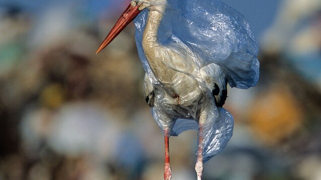 For Animals Plastic Is Turning The Ocean Into A Minefield