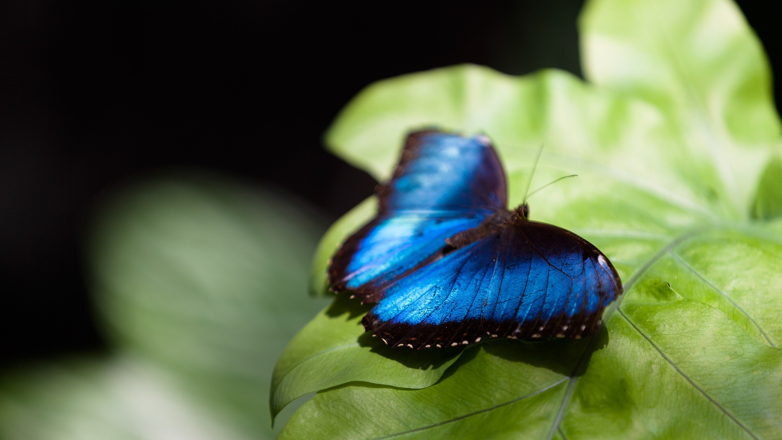 Why Do Butterflies Have Such Vibrant Colors and Patterns?