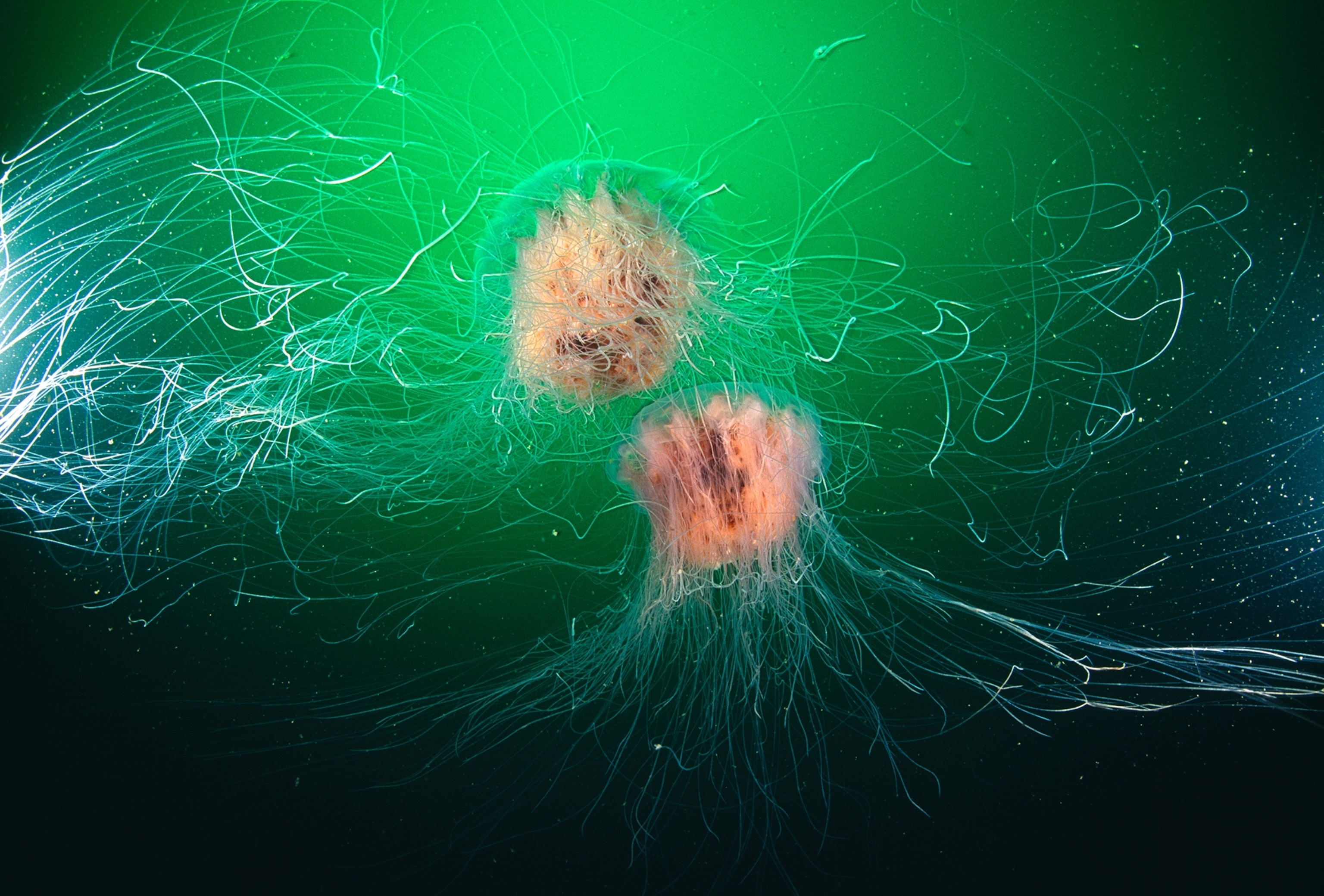 a pair of waving, vibrating lion's mane jellyfish.