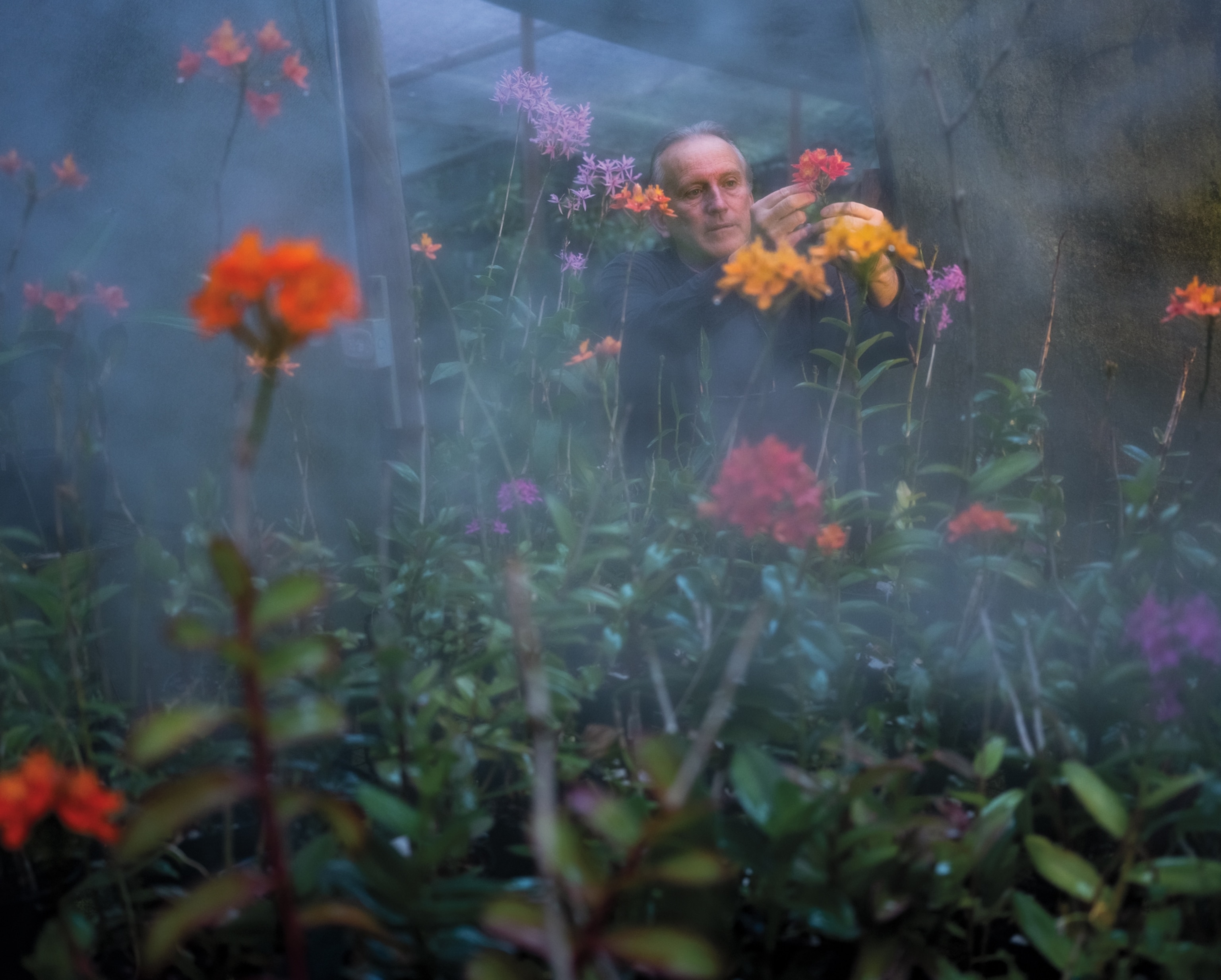 Man is looking at the orchid collection in the foggy greenhouse.