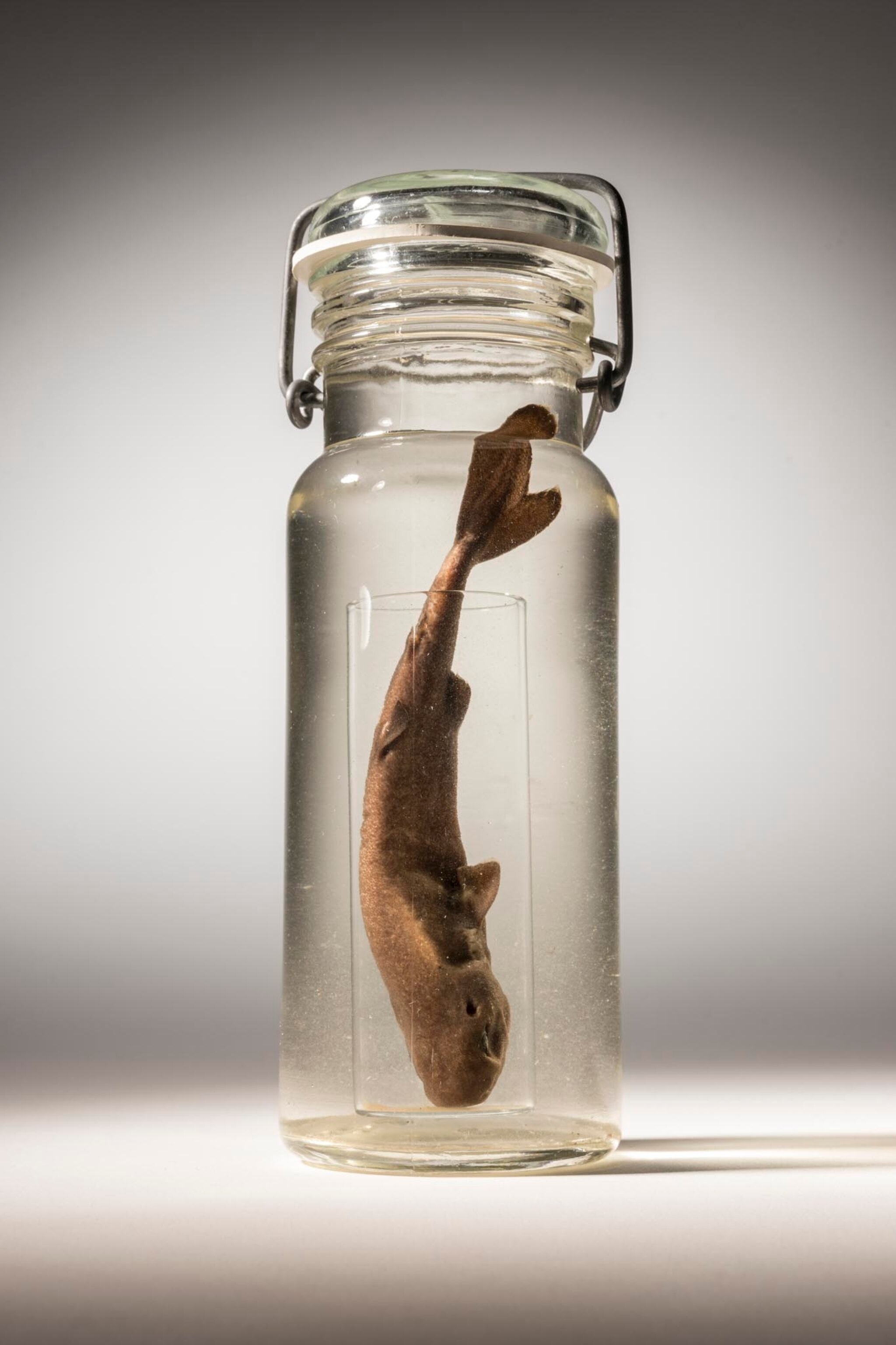 These surreal jarred fish tell an urgent story of extinction