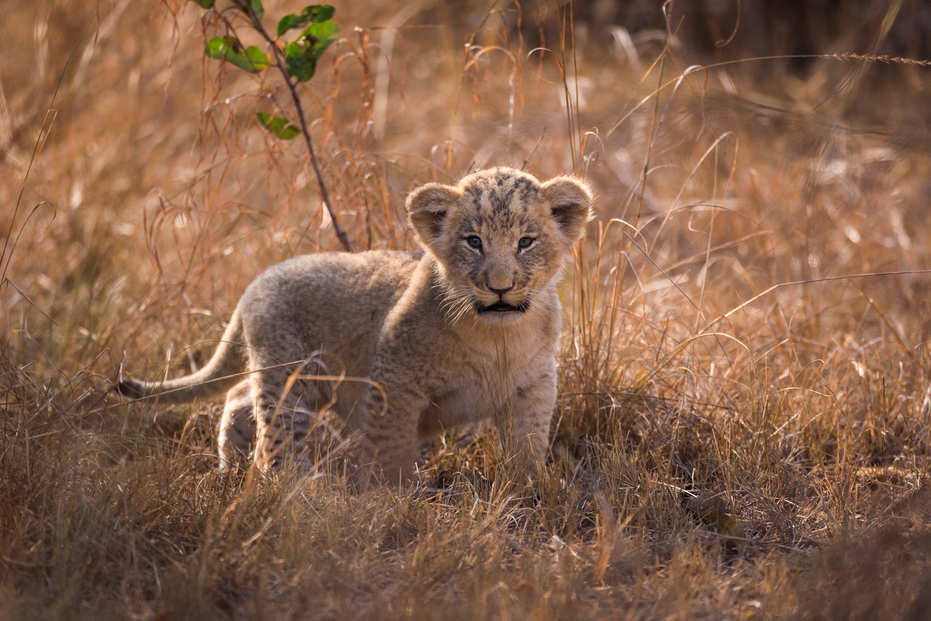 A female lion (Panthera leo) with 3 kittens aged 3 weeks. . Magashi Peninsula is a private concession within Akagera National Park managed by Wilderness Safaris. This area allows for driving off track and the two guides that work there are incredibly knowledgeable of the wildlife on the peninsula. The experiences I had on just two wildlife game drives was unlike anything else from my previous 4 days in the park. It is truly a different and much more intimate wildlife experience on the peninsula. If a visitor can afford it, they will get an amazing wildlife show of lions and leopards through Magashi Camp. This is a sponsored assignment for Visit Rwanda, the government tourism board if Rwanda. The goal of this photo shoot was the portray the diversity of nature based tourism opportunities available in Rwanda. I spent 4 days photographing Akagera National Park in the southeastern part of Rwanda, bordering with Tanzania. The area of the park is 1,122 km2 (433 sq mi), 50% of its original size. Overall, the park’s habitat it is a dry savannah bush habitat with a large wetland complex that forms the natural border to the east with Tanzania. The western 75km of the park is entirely fenced with an electric fence to keep the wildlife from spilling out into the bordering subsistence farming and cattle herding communities. From the African Parks ‘s Website: https://www.africanparks.org/the-parks/akagera Akagera is almost unrecognizable today compared to just 20 years ago when it was on the verge of being lost forever. While peace was finally restored in the 1990s after the 1994 Genocide against Tutsis, Akagera’s demise was just beginning. Refugees returning to Rwanda after the genocide were still battling for their own survival and turned to the forests for timber, wildlife for protein and the wild savannahs for their livestock. Lions were hunted to local extinction, rhinos disappeared, and the park’s wildlife was displaced by tens of thousands of long-horned cattle. Biodiversity was practically lost, and with it so was employment and tourism. The park’s value was diminished to the point of not existing at all. Which makes where Akagera is today, with its story of revival, even more remarkable. In 2010, African Parks assumed management of Akagera in partnership with the Rwanda Development Board (RDB), shifting the park's trajectory from one of oblivion to prosperity and hope. After years of preparation, through effective law enforcement and management, 2017 saw the historic return of 18 Eastern black rhinoceros after a 10-year absence, thanks to the support from the Howard G. Buffett Foundation. Two new male lions were also translocated to Akagera in 2017 to enhance the genetic diversity of the growing pride, which has now tripled since their reintroduction in 2015. With poaching essentially halted, the park’s key wildlife populations have continued to rise. More than 44,000 tourists visited the park in 2018 alone, half of whom were Rwandan nationals, bringing in a record US$2 million in revenue and making the park 75% self-sustaining in just eight years. Akagera Highlights •In 2017, 18 Eastern black rhinoceros were reintroduced to Akagera bringing the species back to the park, and the country of Rwanda after a 10-year absence •Lions were reintroduced in 2015 after they were hunted out in the 1990s, and the population doubled in the first year with the birth of eleven cubs. Two additional males were translocated from South Africa to Akagera in 2017 to increase the population’s genetic diversity •We overhauled law enforcement and significantly reduced poaching to an all time low for the park •A counter-poaching canine unit was trained and deployed in 2015 to help secure the park •A 120 km solar powered predator-proof fence was constructed and significantly reduced human-wildlife conflict situations •More than 1,800 school children visit Akagera each year along with teachers and local leaders as part of the environmental education programme •Tourism revenue has increased by more than 900 percent from US$200,000 in 2010 to US$2M in 2018 making Akagera 75% self-financing •More than 44,000 tourists visited the park in 2018 alone, half of whom were Rwandan nationals •Ruzizi Tented Lodge and Karenge Bush Camp are award-winning lodging options for visitors which helps support the park