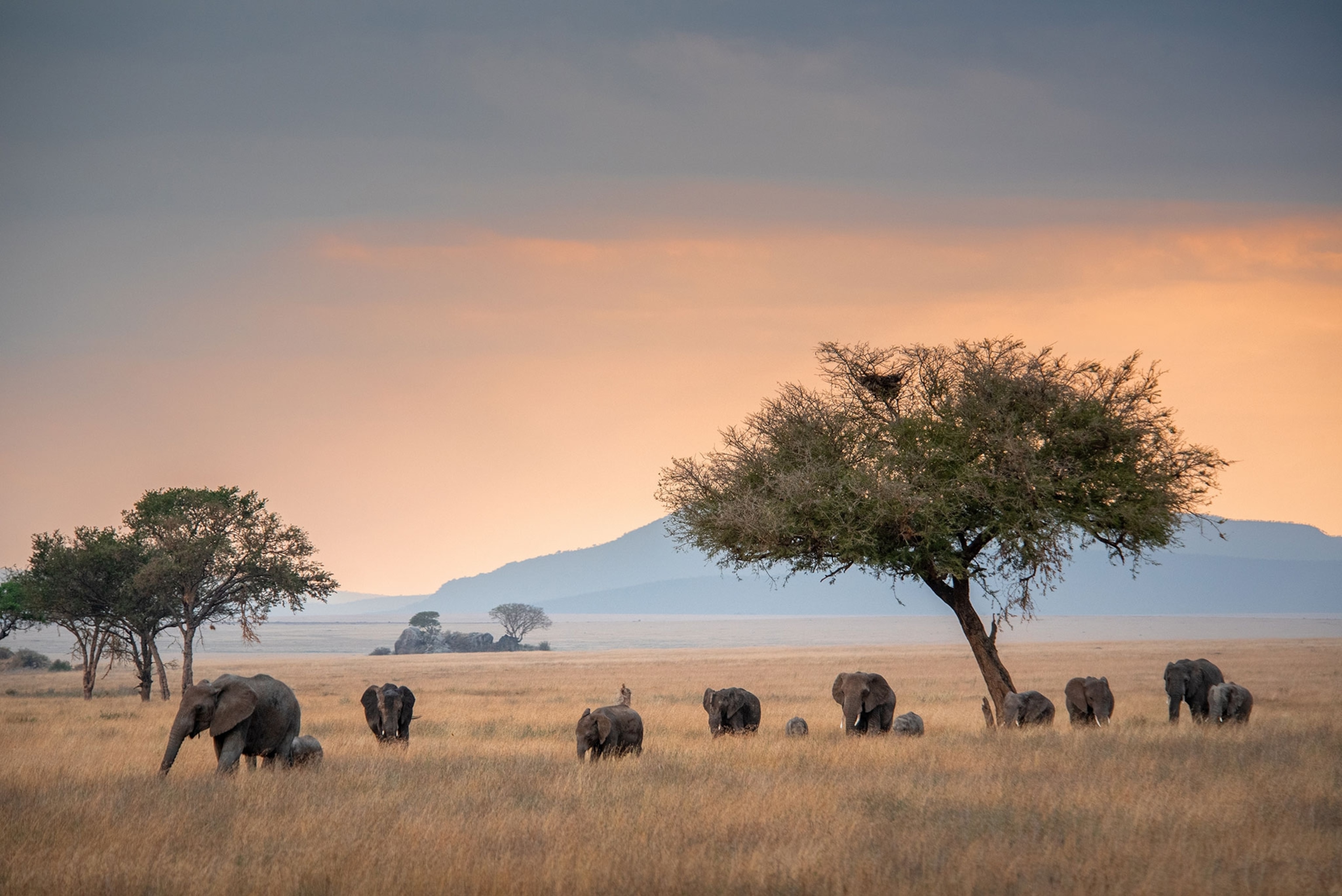 Elephants walk across a landscape.