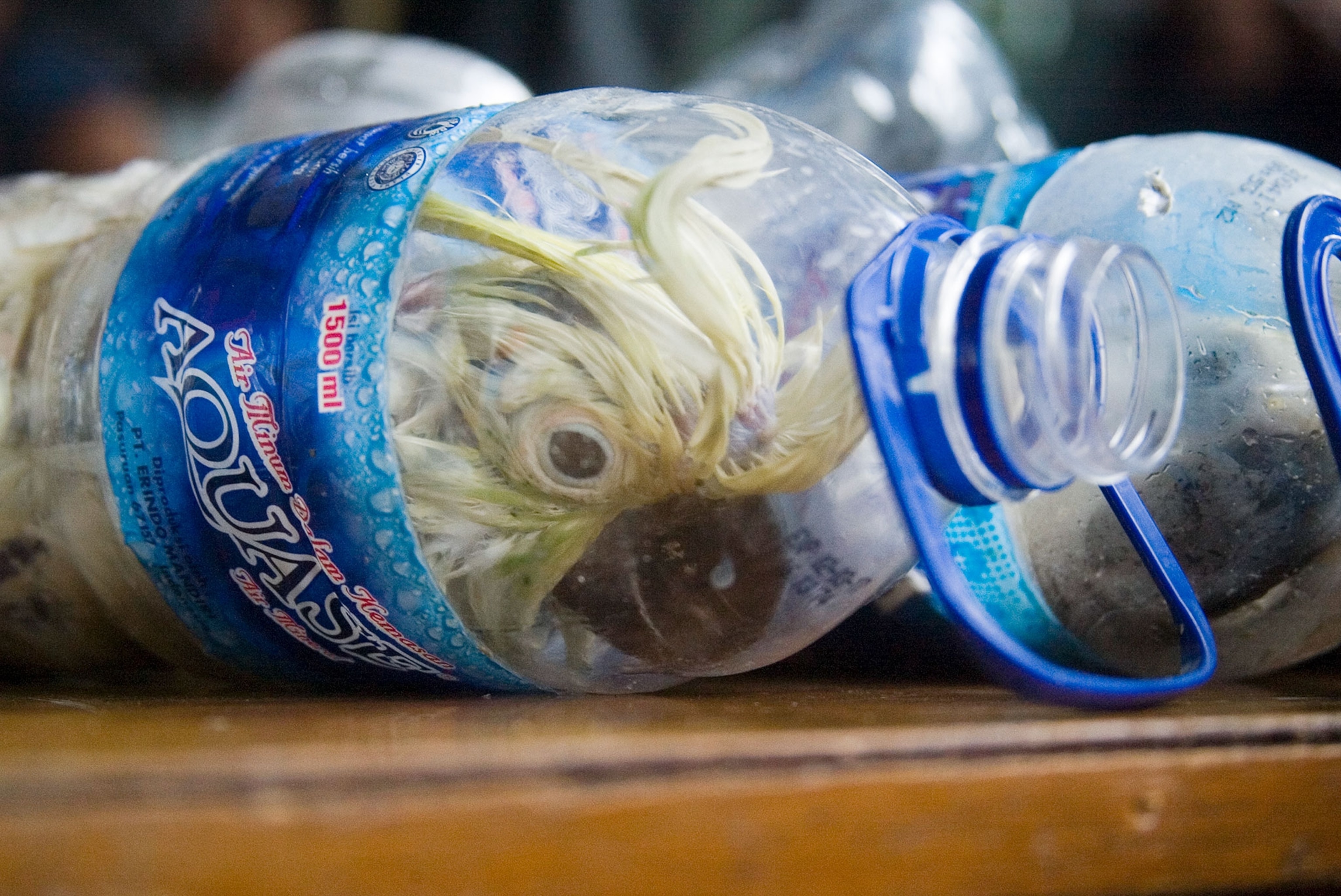 birds stored in water bottles to be traded