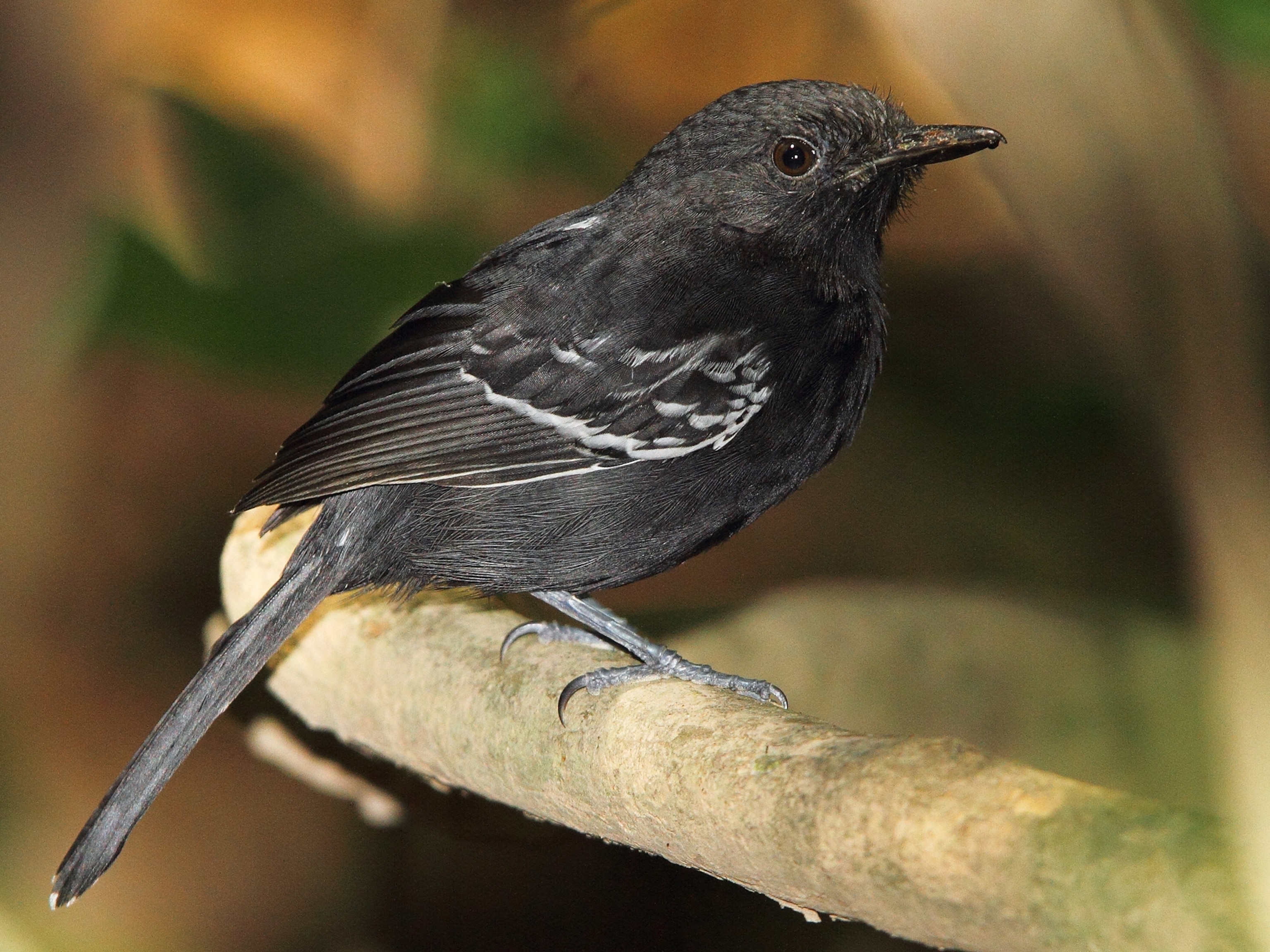 Rio Branco antbird picture: one of the newly ranked species on the updated IUCN Red List