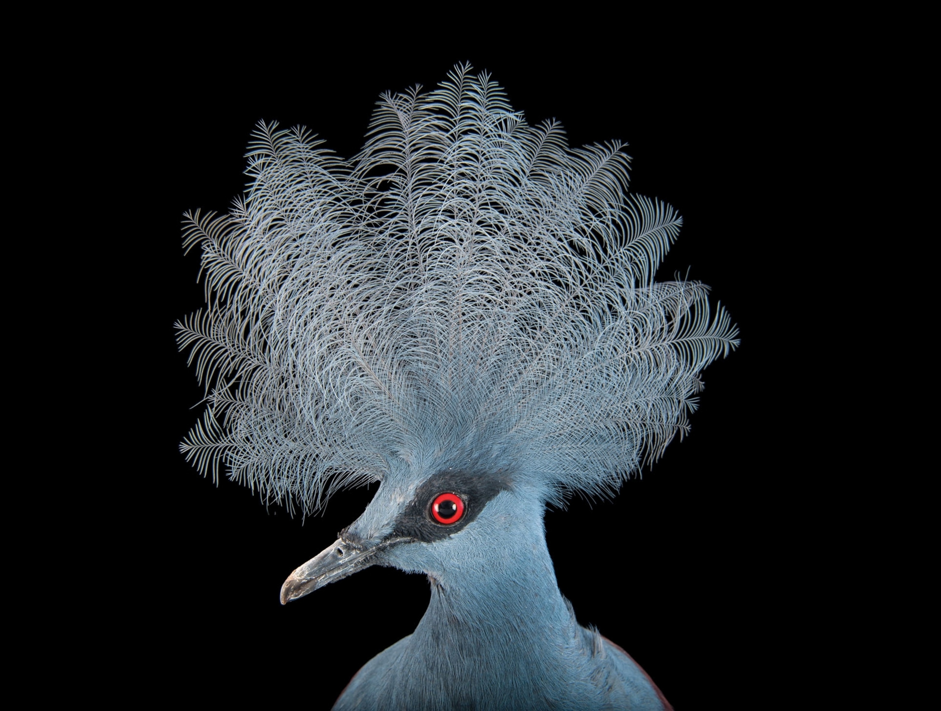a blue crowned pigeon on a black background