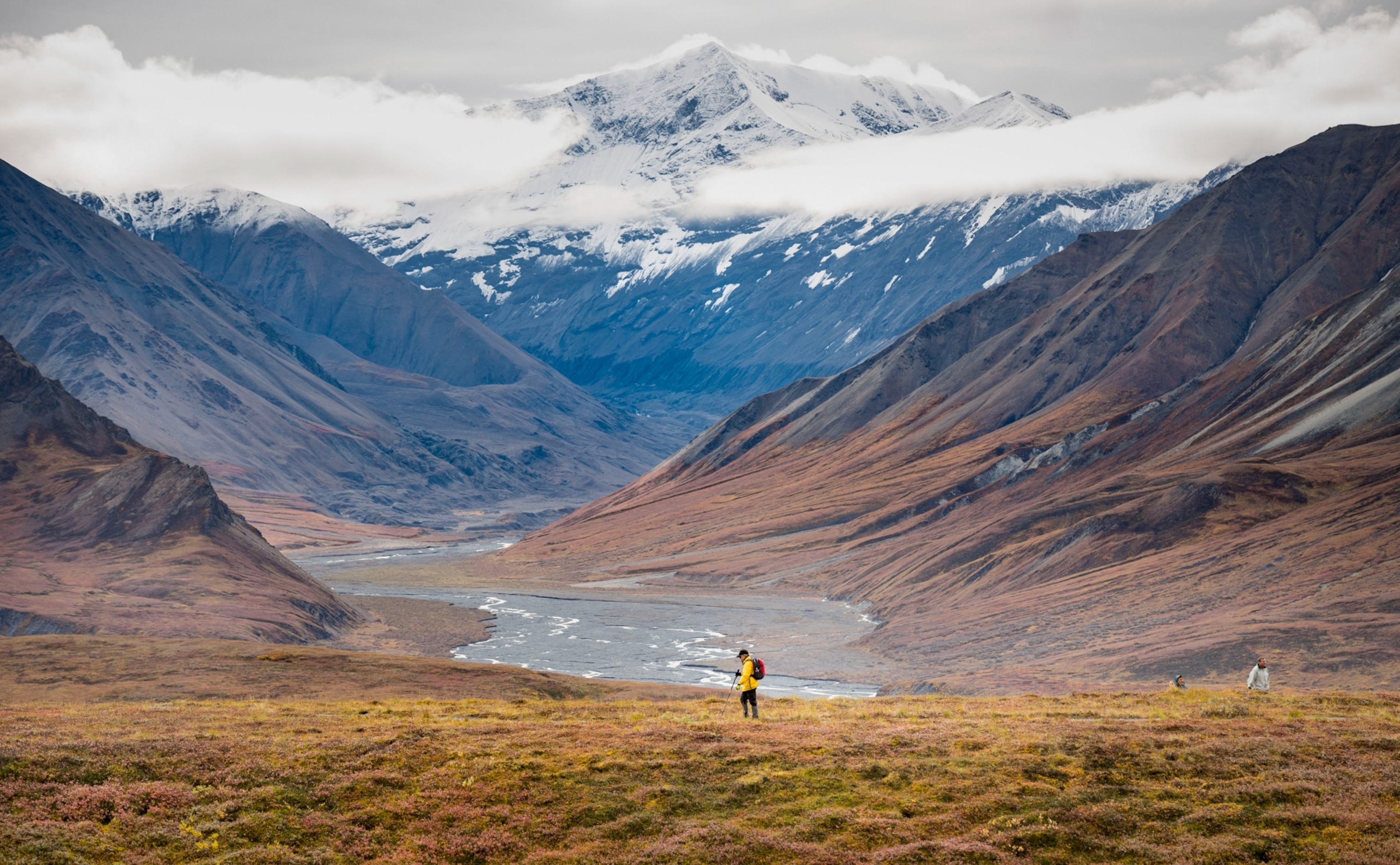 Hiker in Denali National Park, Alaska. Surrounded by blue snow-capped mountains and vibrant yellow fields.