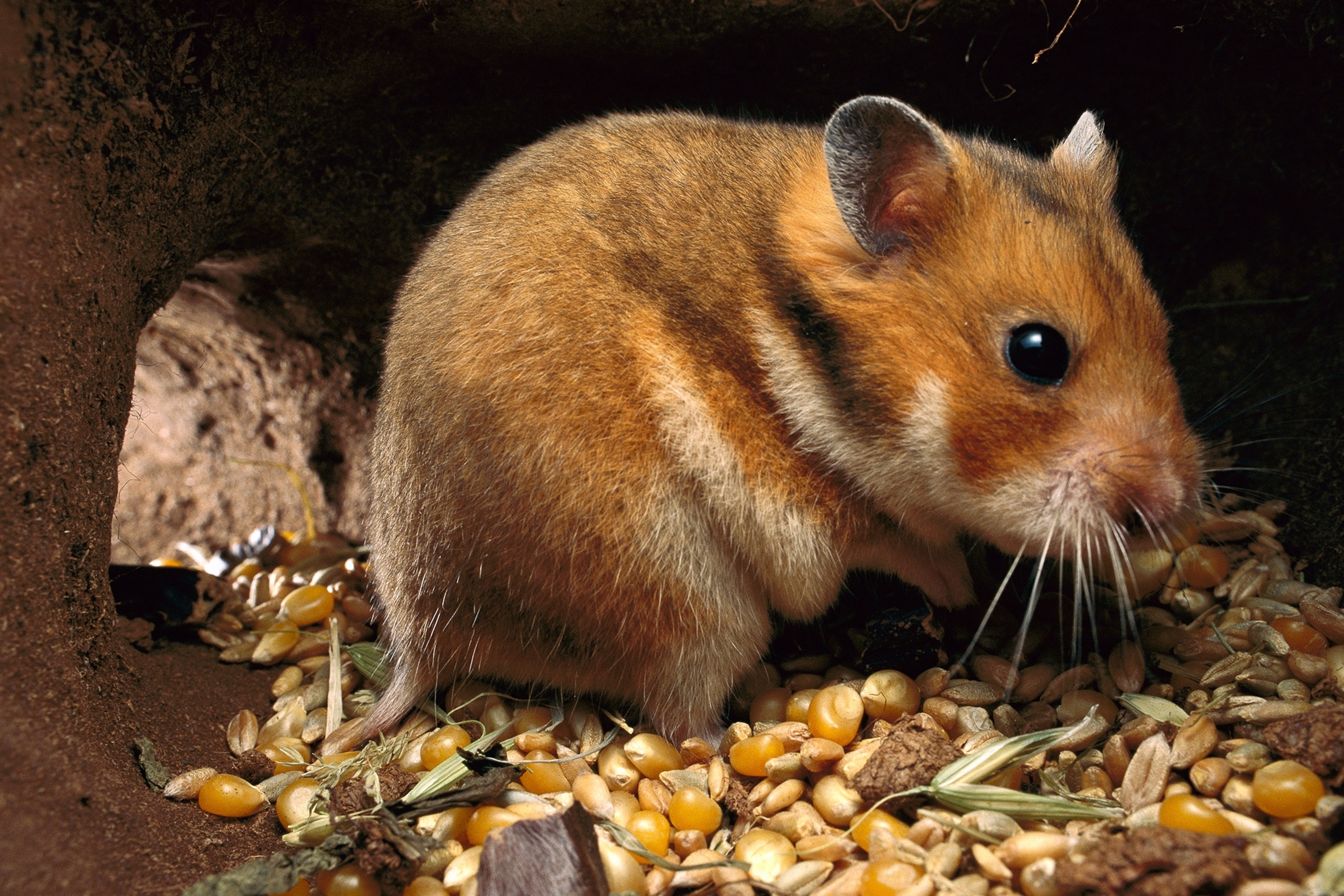 How chipmunks and other animals stuff their cheeks so full