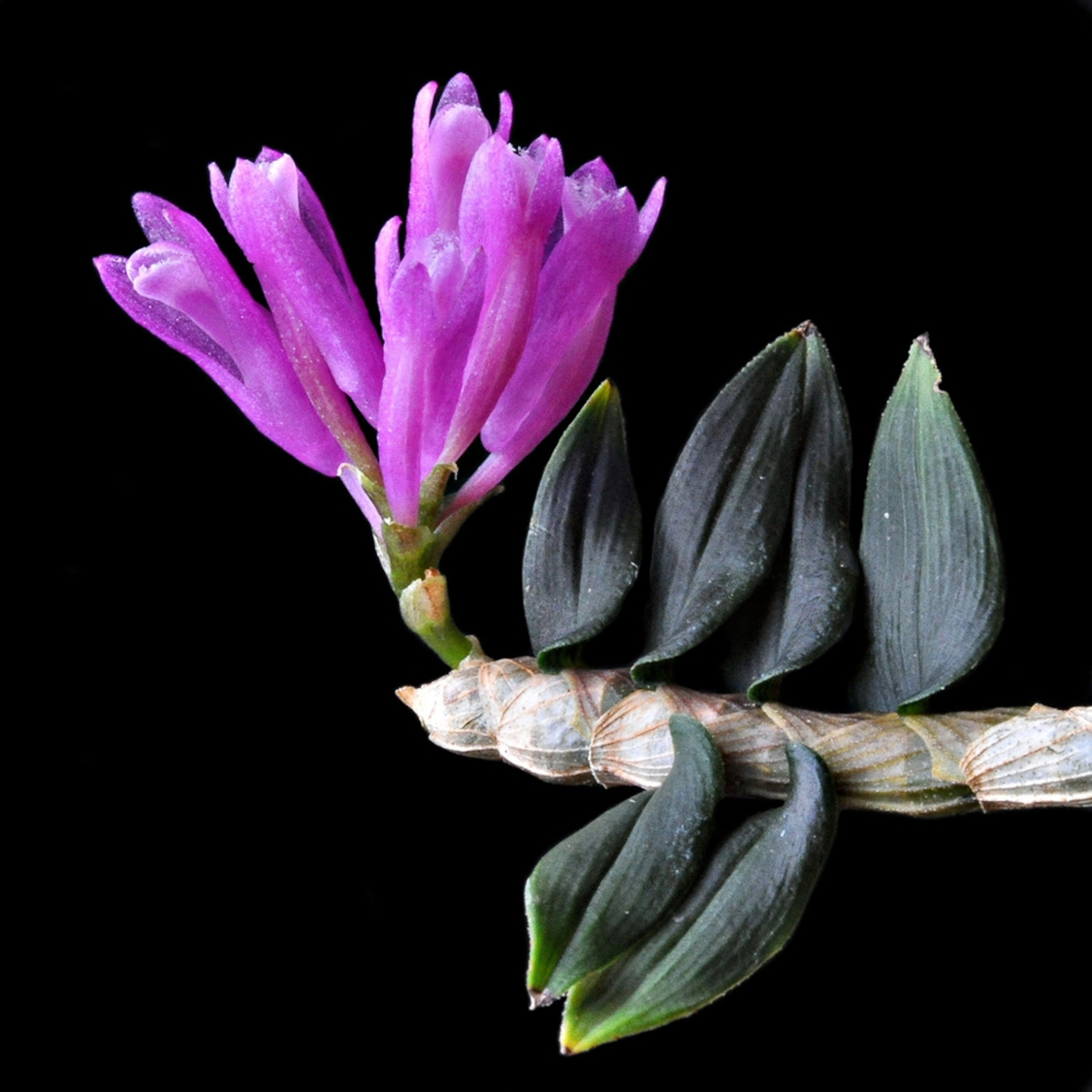 the pink orchid Dendrobium limpidum, one of the new species found between 1998 and 2008 in New Guinea