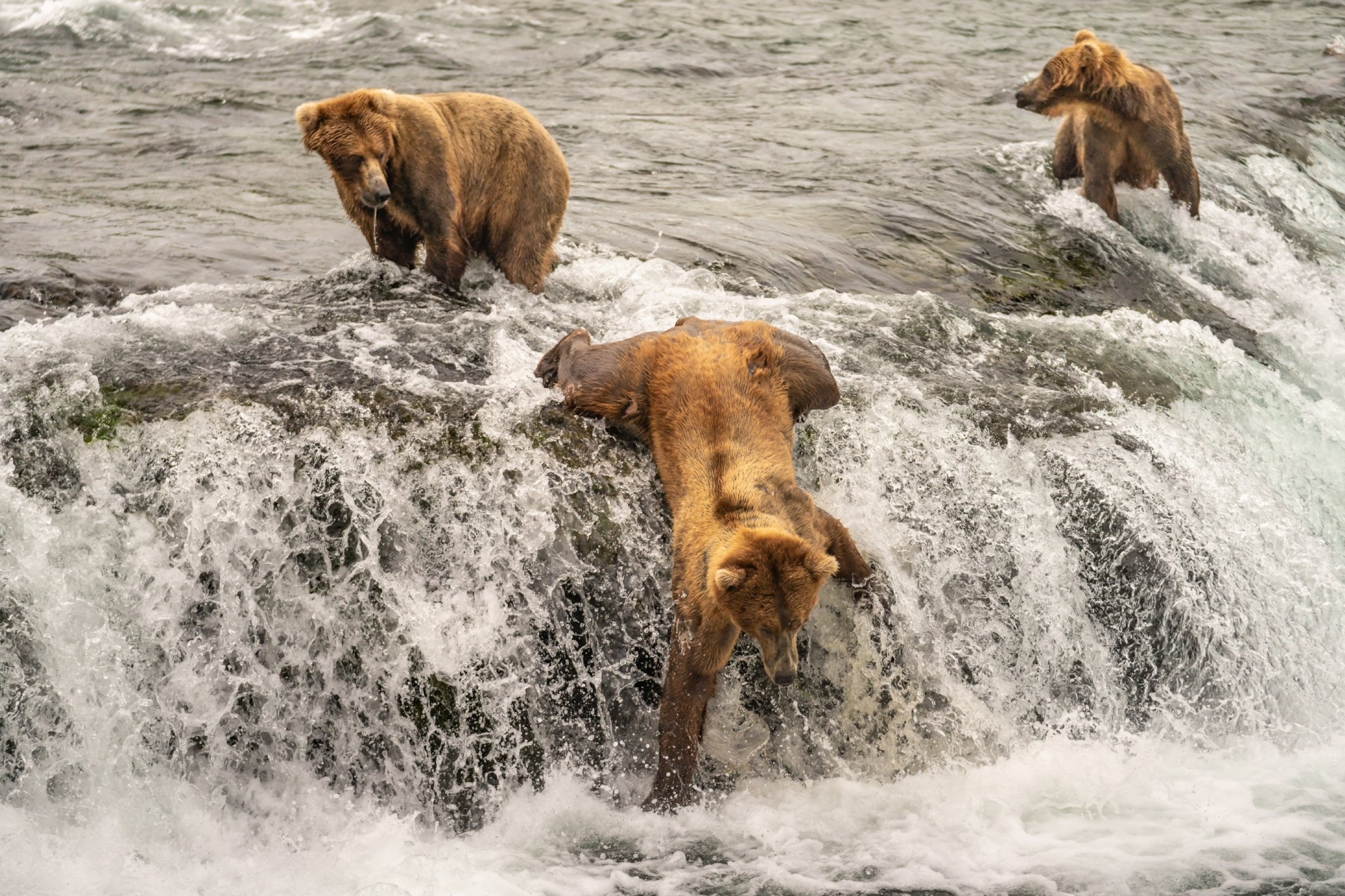brown bears fishing for salmon