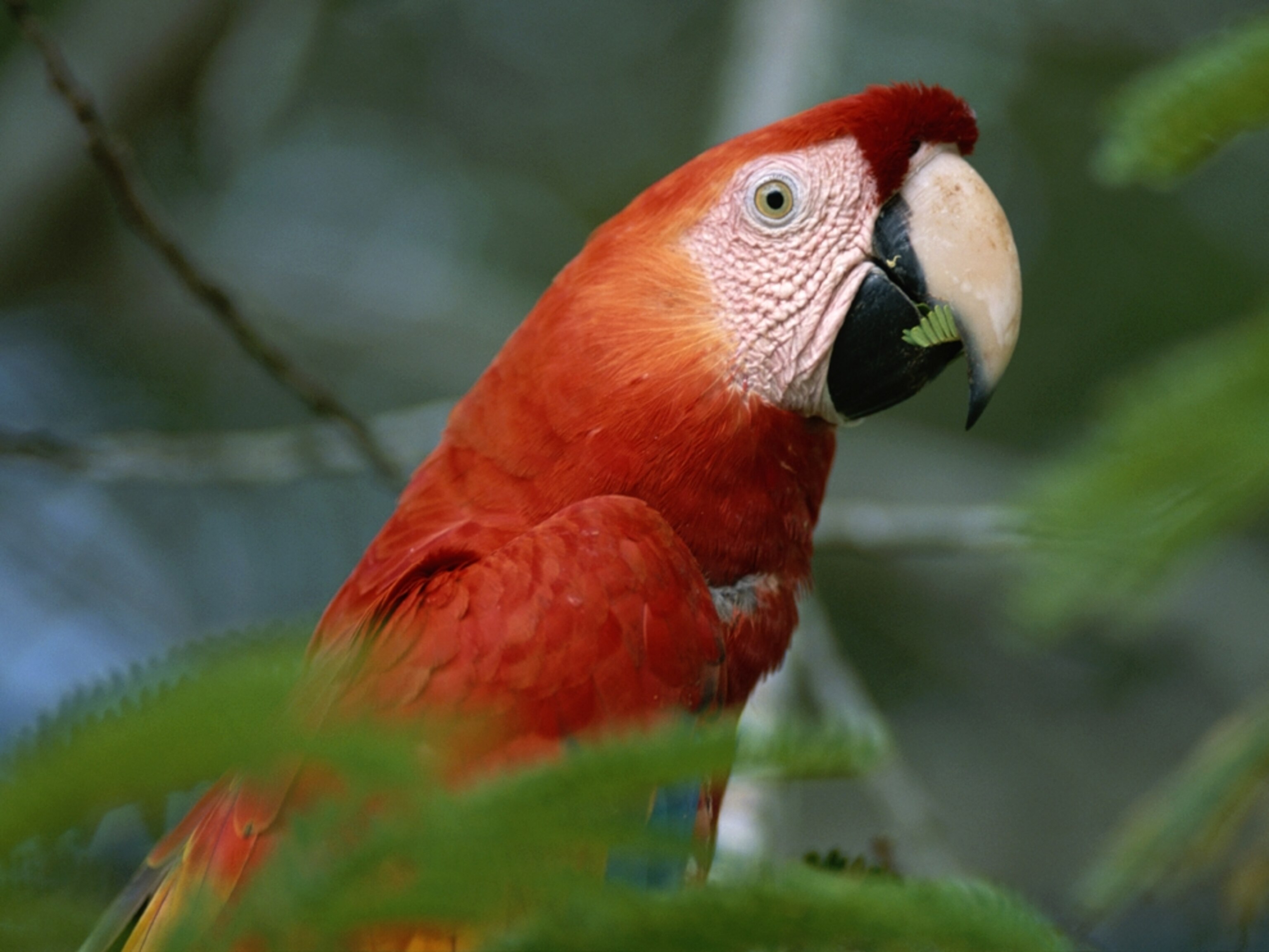 Close view of a scarlet macaw in profile