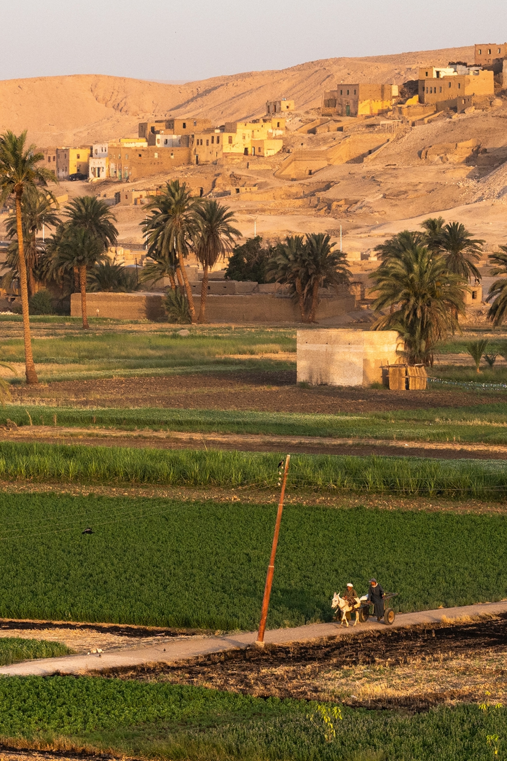 Farmland around Luxor with a wooden carriage being drawn past by a horse as the sun sets.