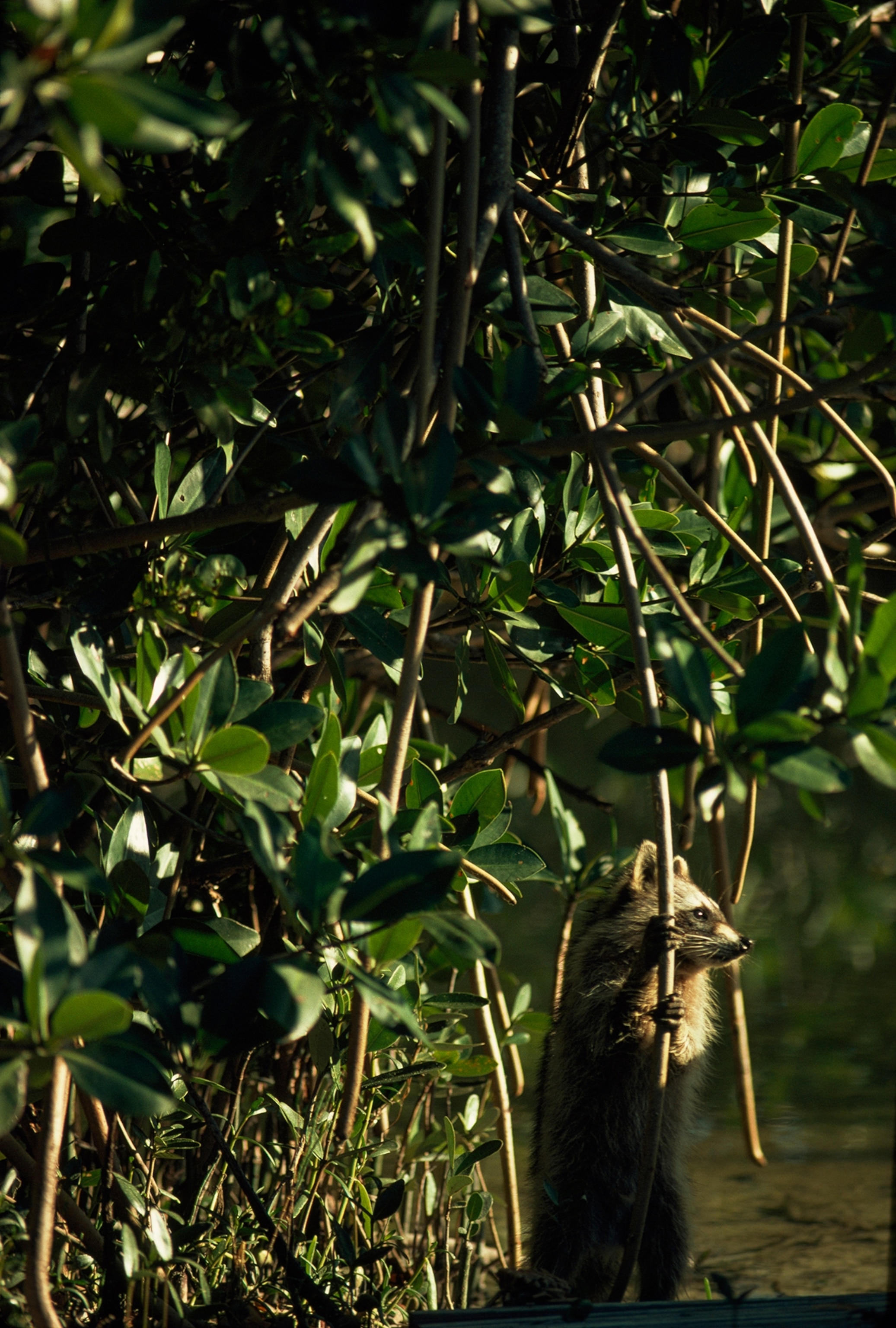 Perfect cover for tricky raccoons, the gnarled roots of a coastal mangrove swamp foil the most dauntless of coonhounds. At low tide, thousands of coon oysters-one of the predator's favorite foods-can be found clinging to mangrove prop roots.