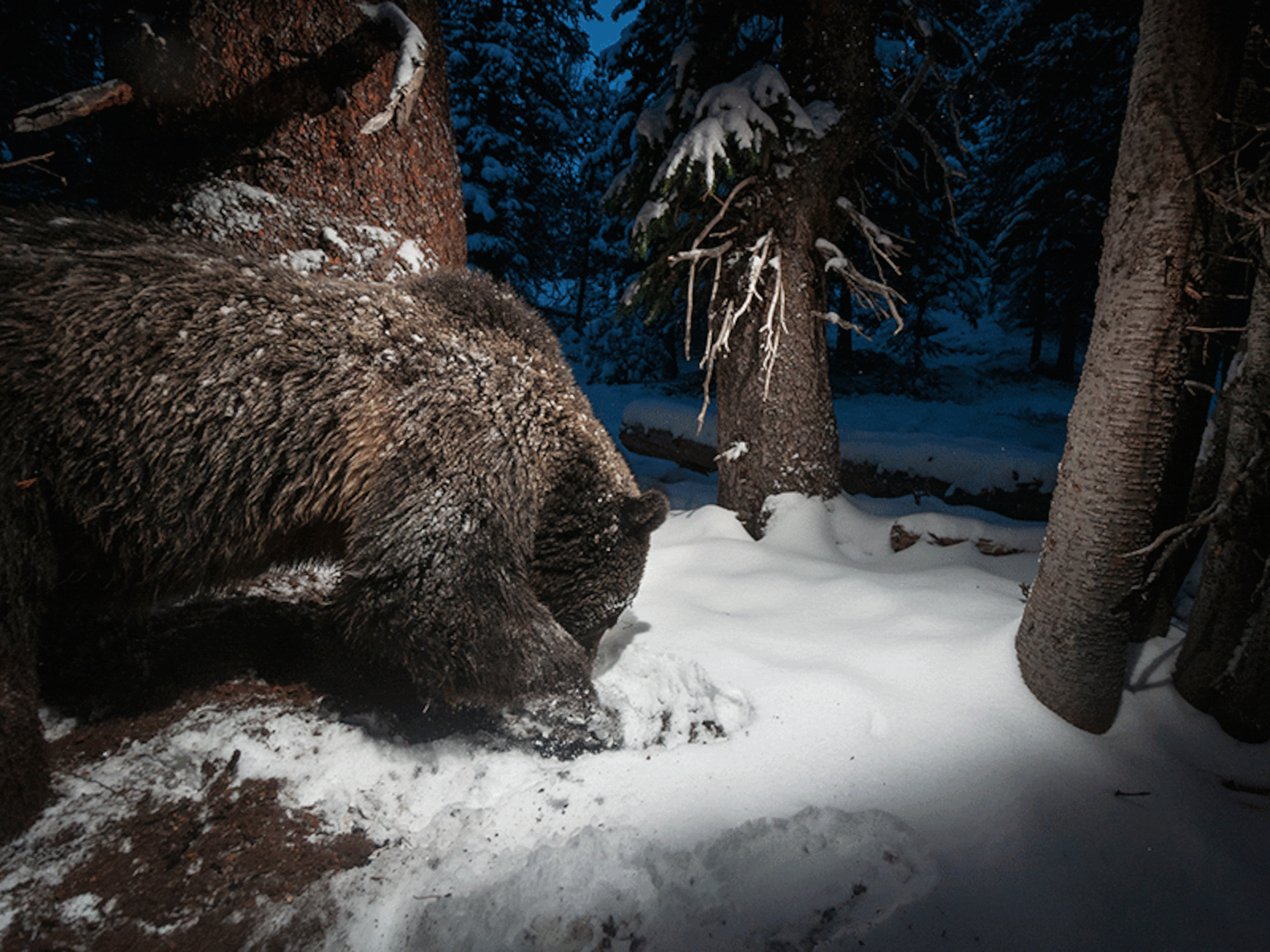 a grizzly bear digging in the snow near Yellowstone National Park.