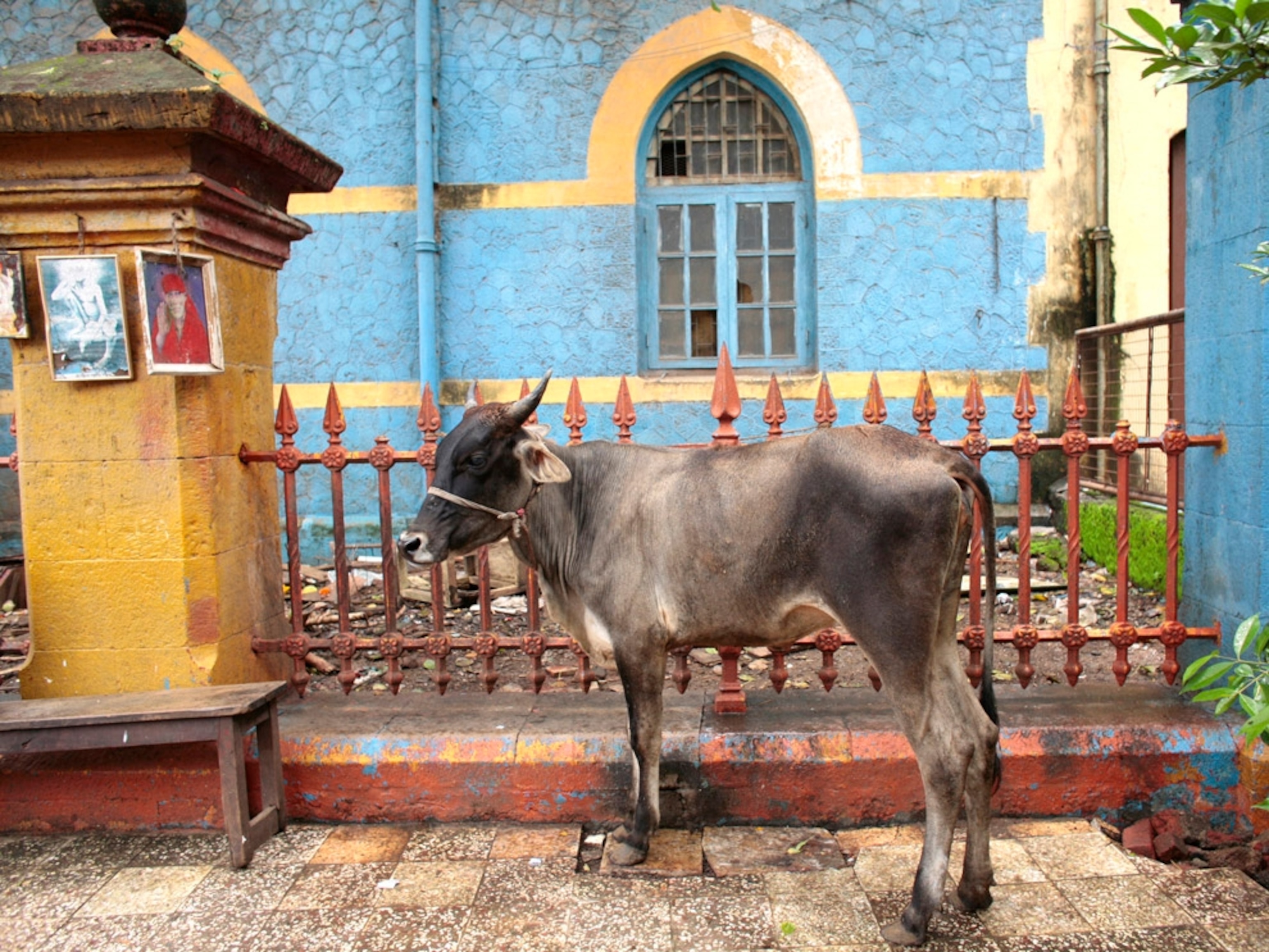 A cow near Dhobi Ghats