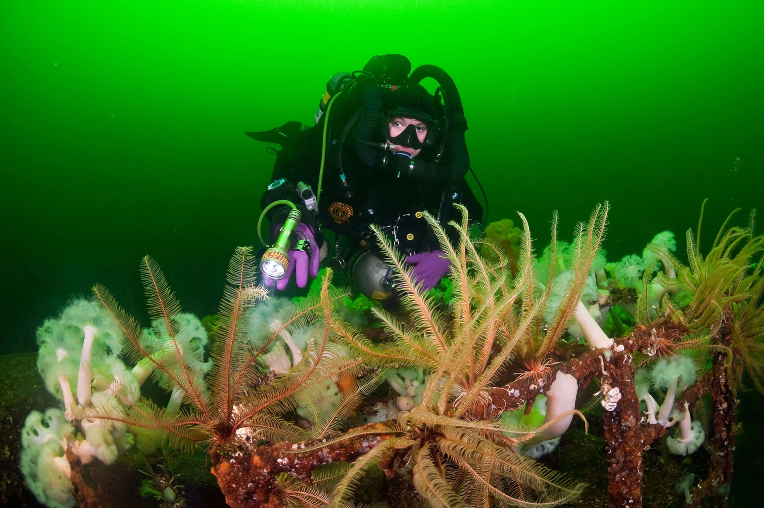 a scuba diver off the coast of Vancouver Island, British Columbia