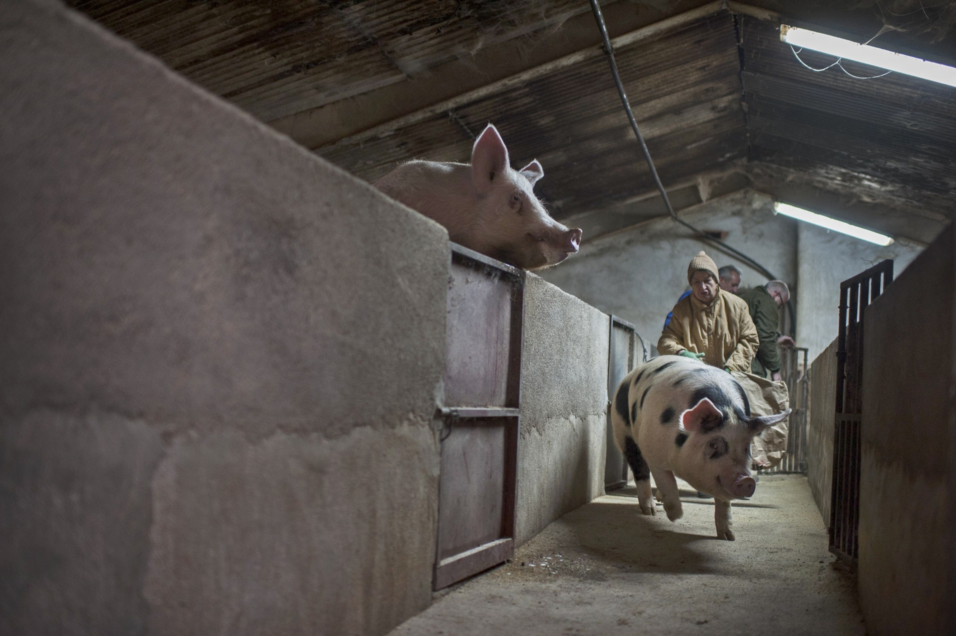 A piglet rests at a farm in Spain.
