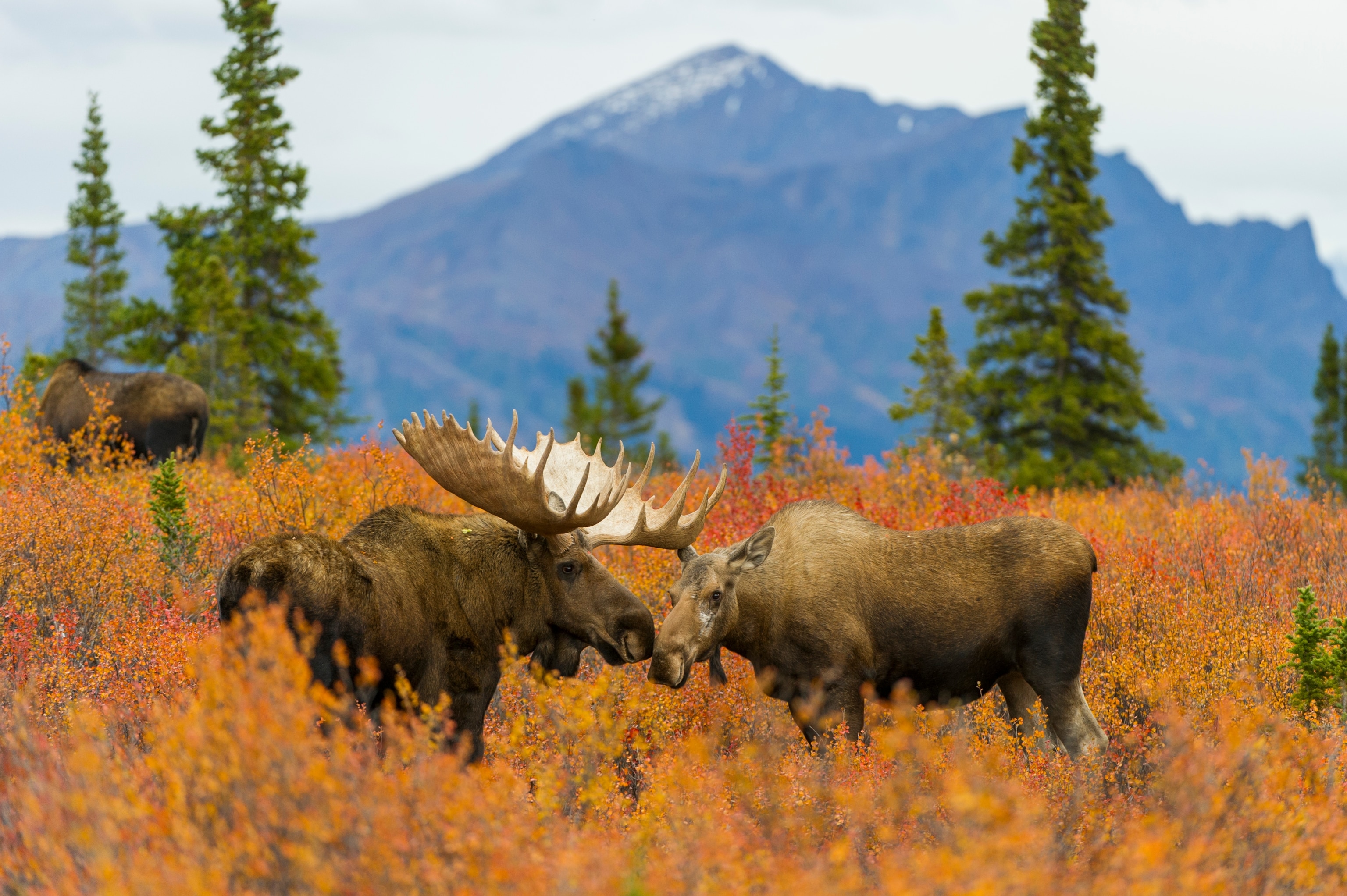 Two moose nuzzle nose to nose in a field of orange vegetation, with a large mountain in the background.